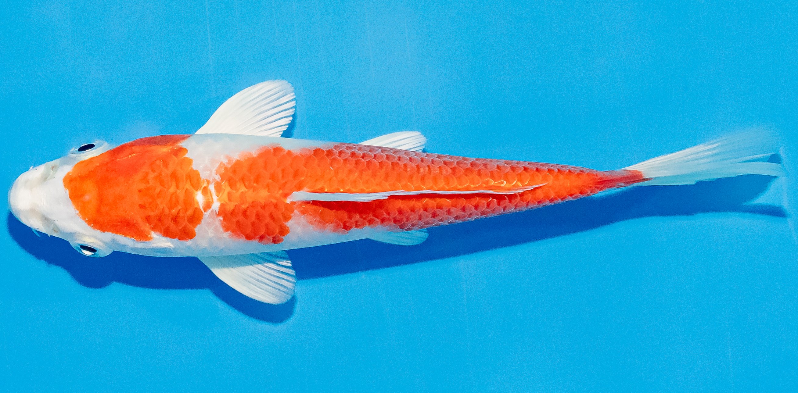 Koi 14-17cm Nr. 2731