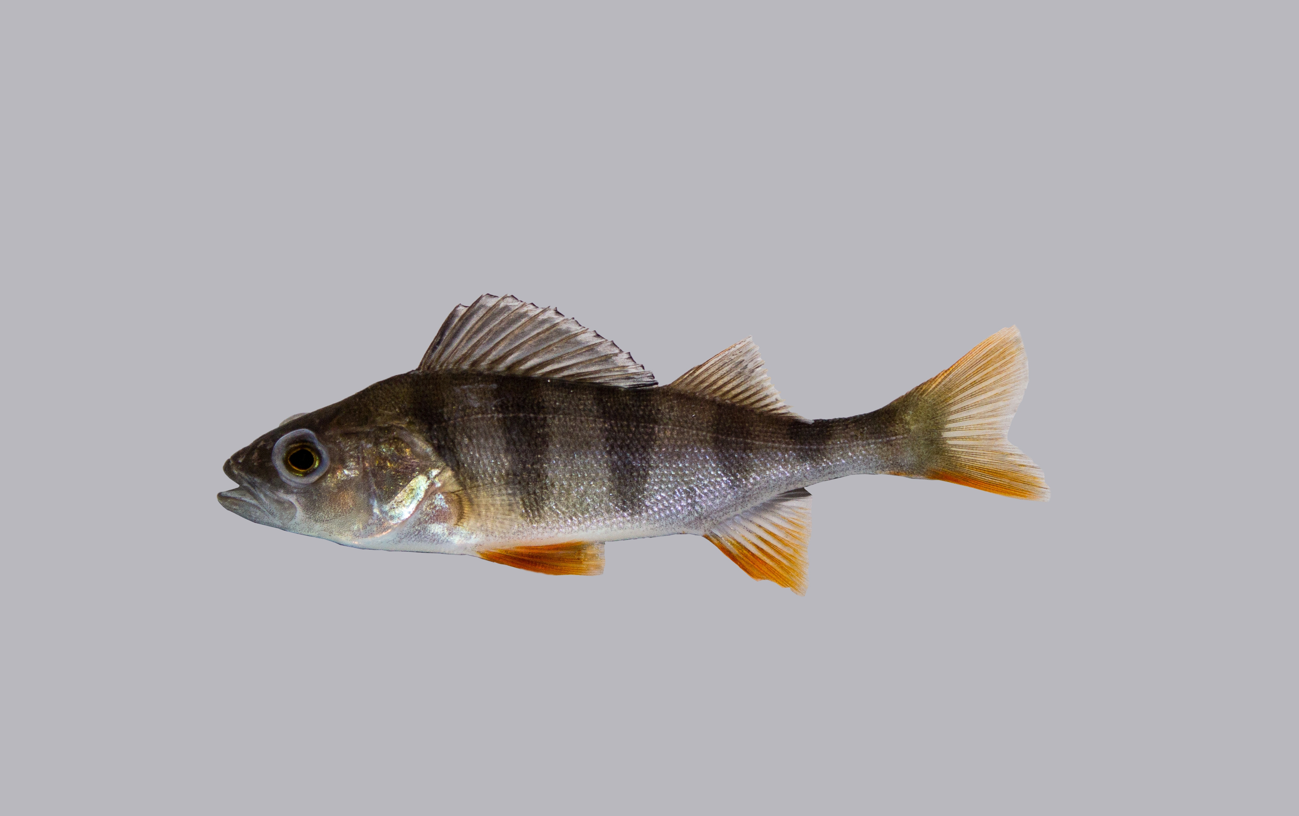 10x Flussbarsch, Flußbarsch  15-20cm "frachtfrei"