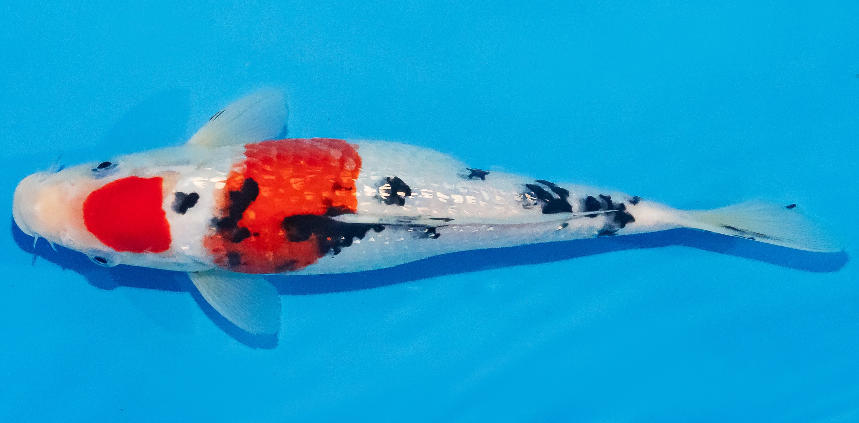 Koi 25-30cm Nr. 1514