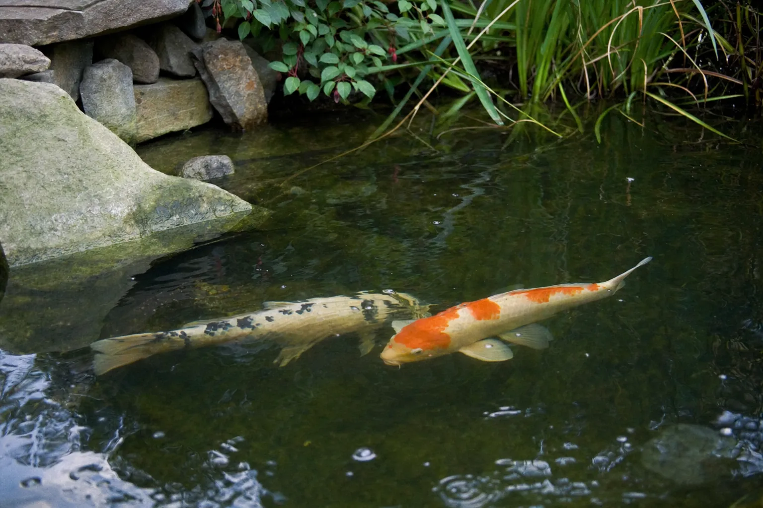 Zwei Koi dicht unter der Wasseroberfläche eines Gartenteichs, Schuppen und Flossen gut erkennbar (computergeneriertes Symbolbild)
