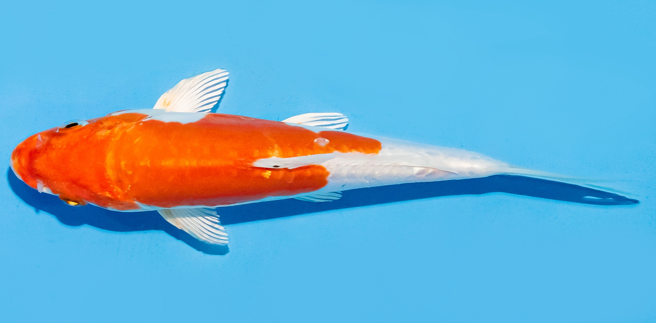 Koi 17-20cm Nr. 8784