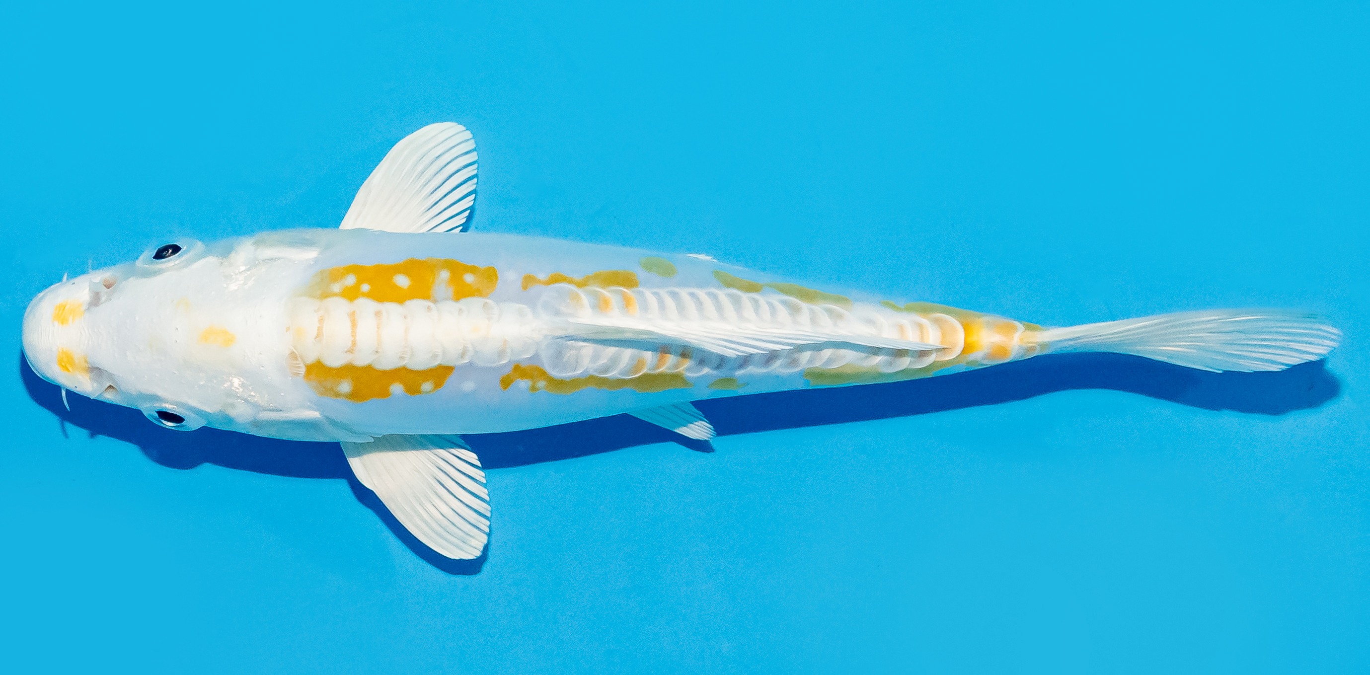 Koi 20-25cm Nr. 8655