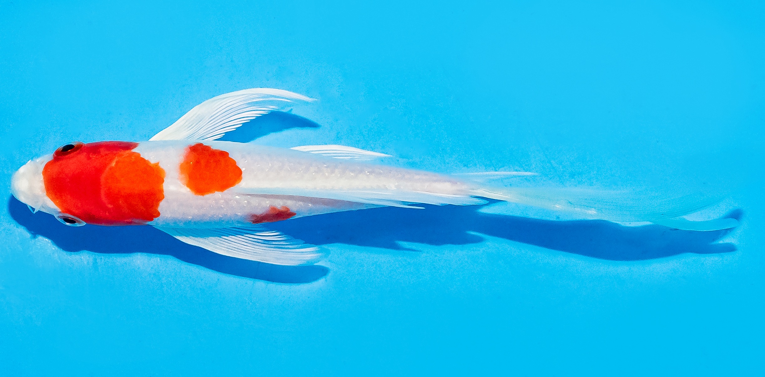 Butterfly Koi 14-17cm Nr. 5704