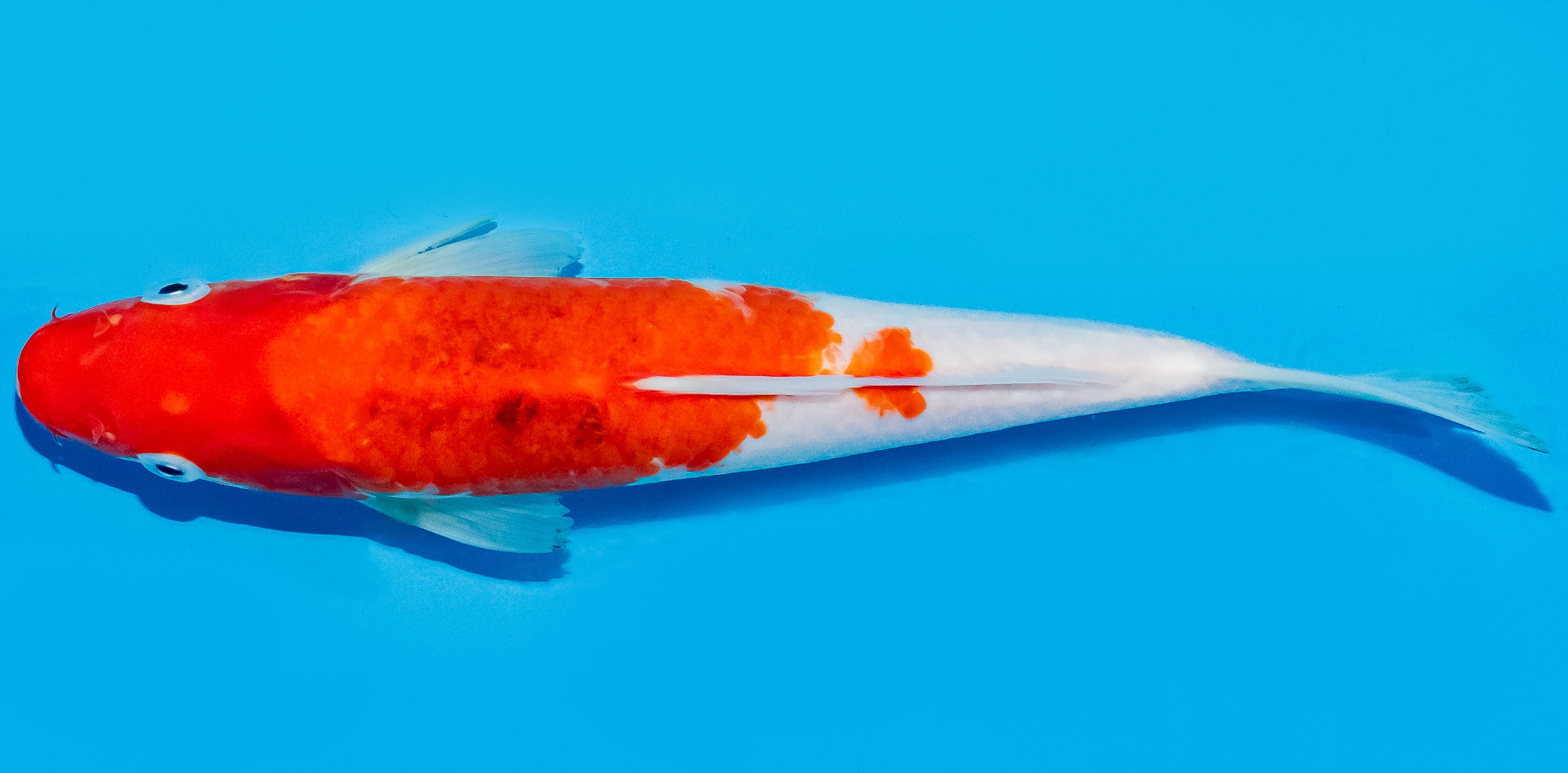Koi 20-25cm Nr. 7554
