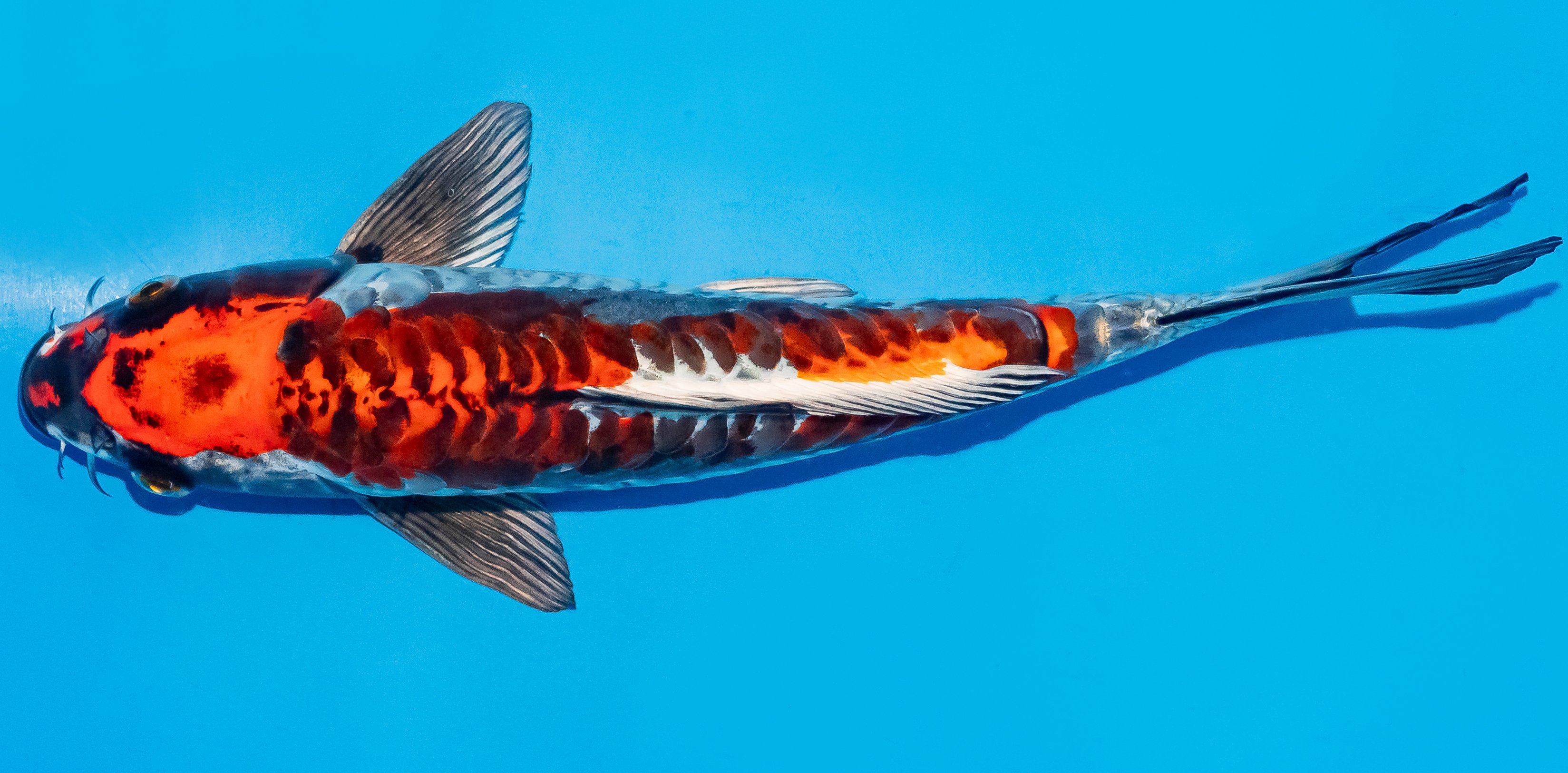 Koi 25-30cm Nr. 7952