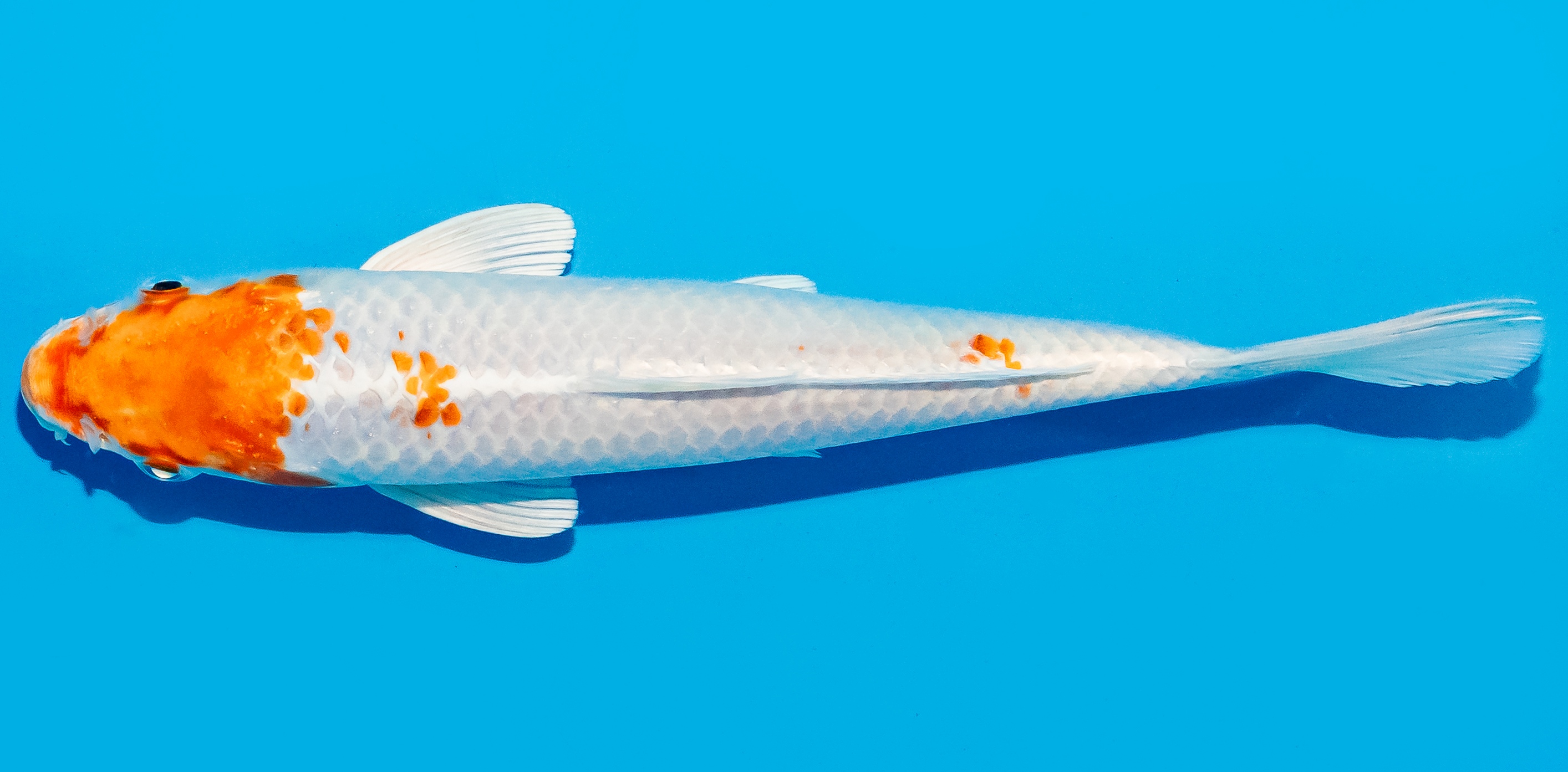 Koi 20-25cm Nr. 8646