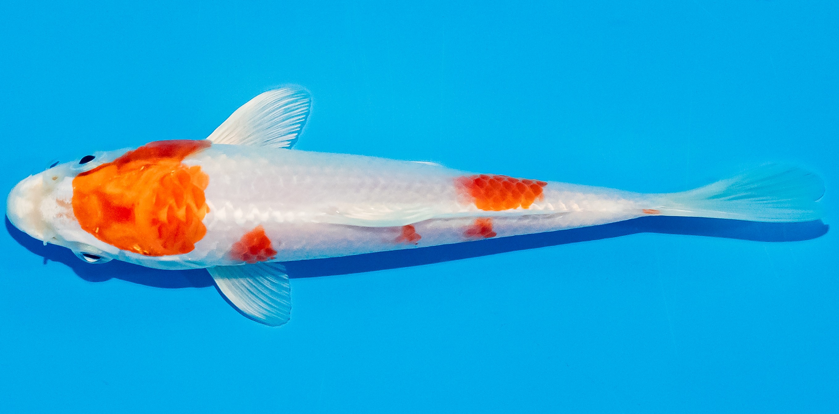 Koi 14-17cm Nr. 2769