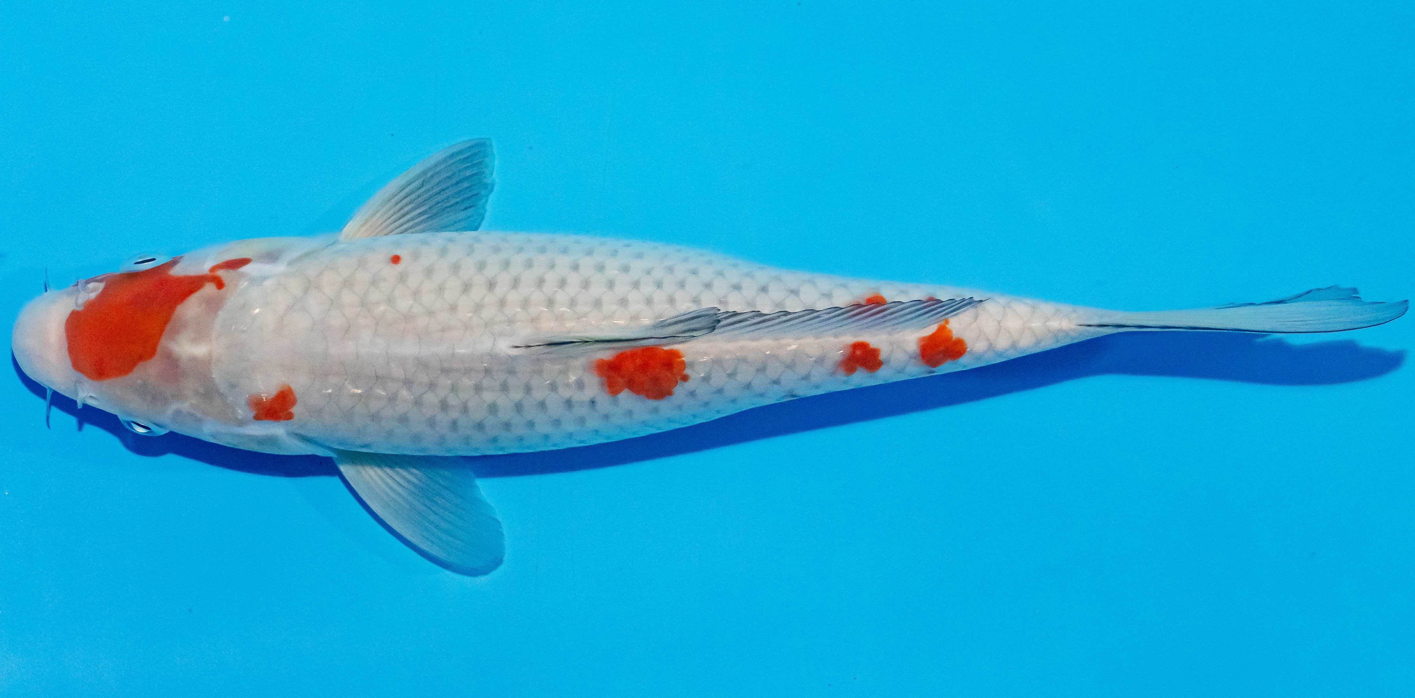 Koi 25-30cm Nr. 1555