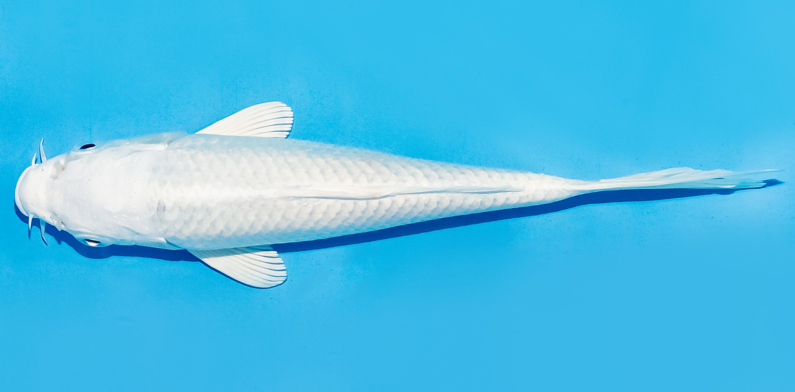 Koi 17-20cm Nr. 8792