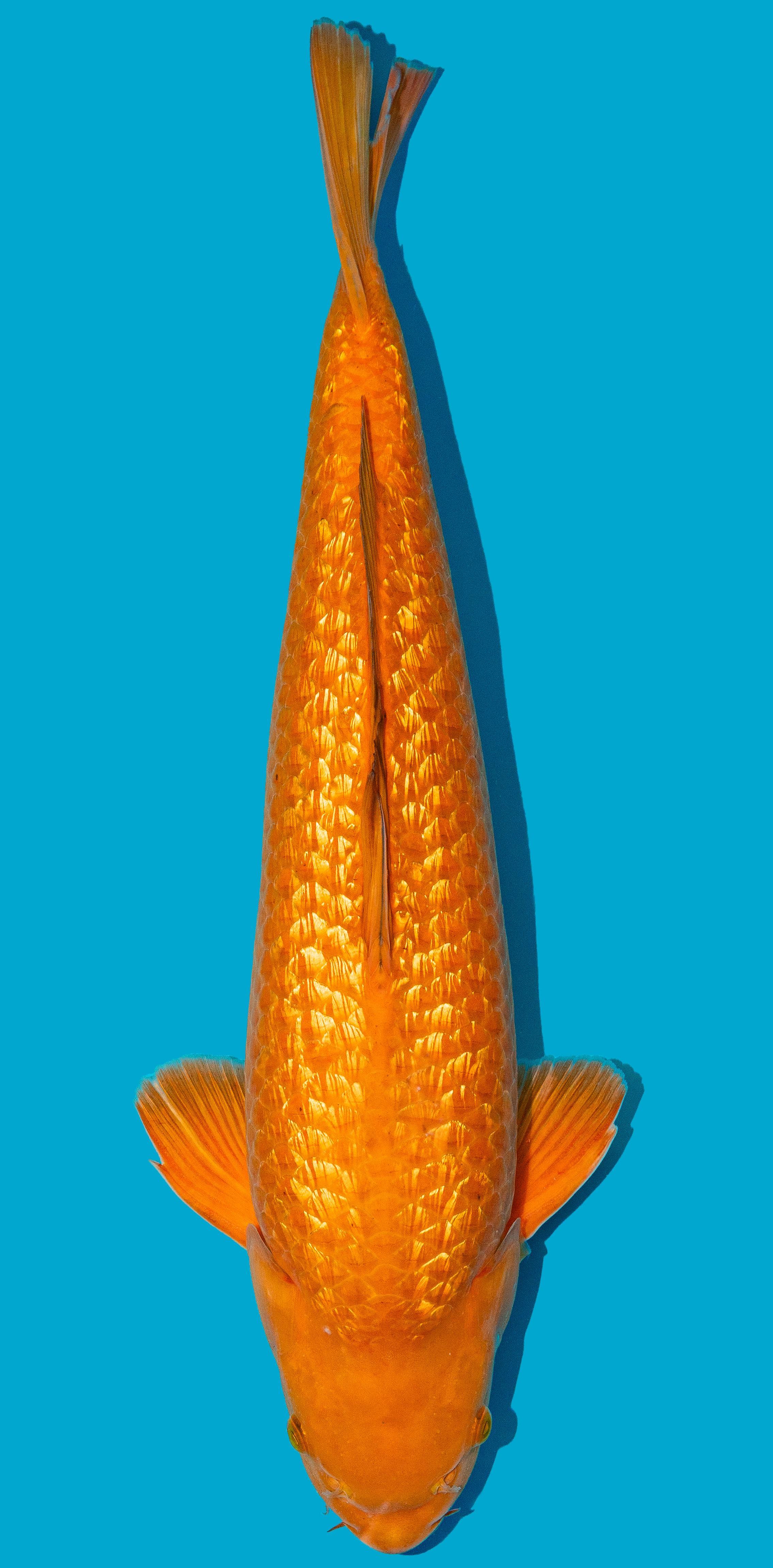 GinRin Chagoi 52-56cm Nr. 4823
