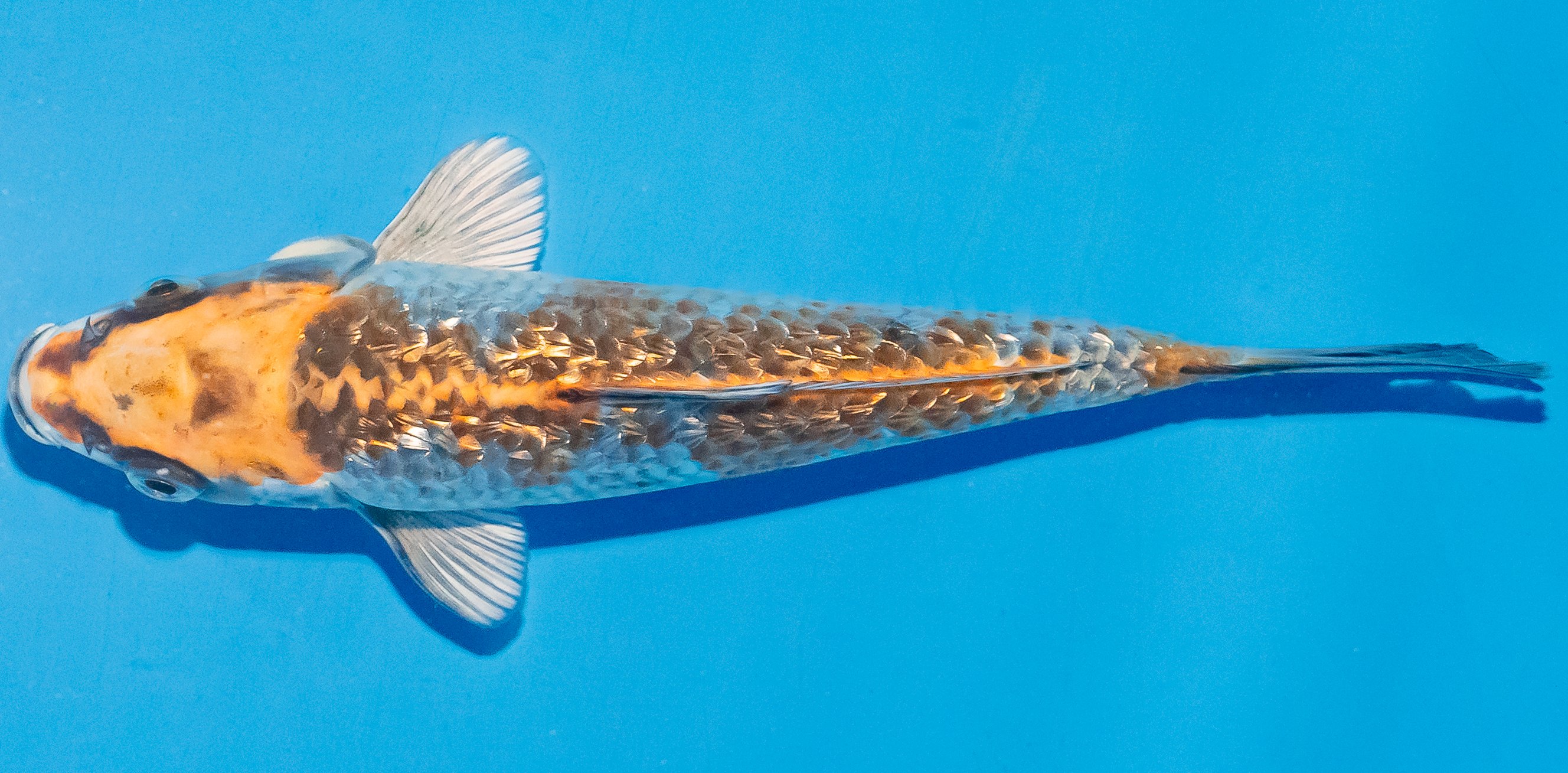 Koi 17-20cm Nr. 4508