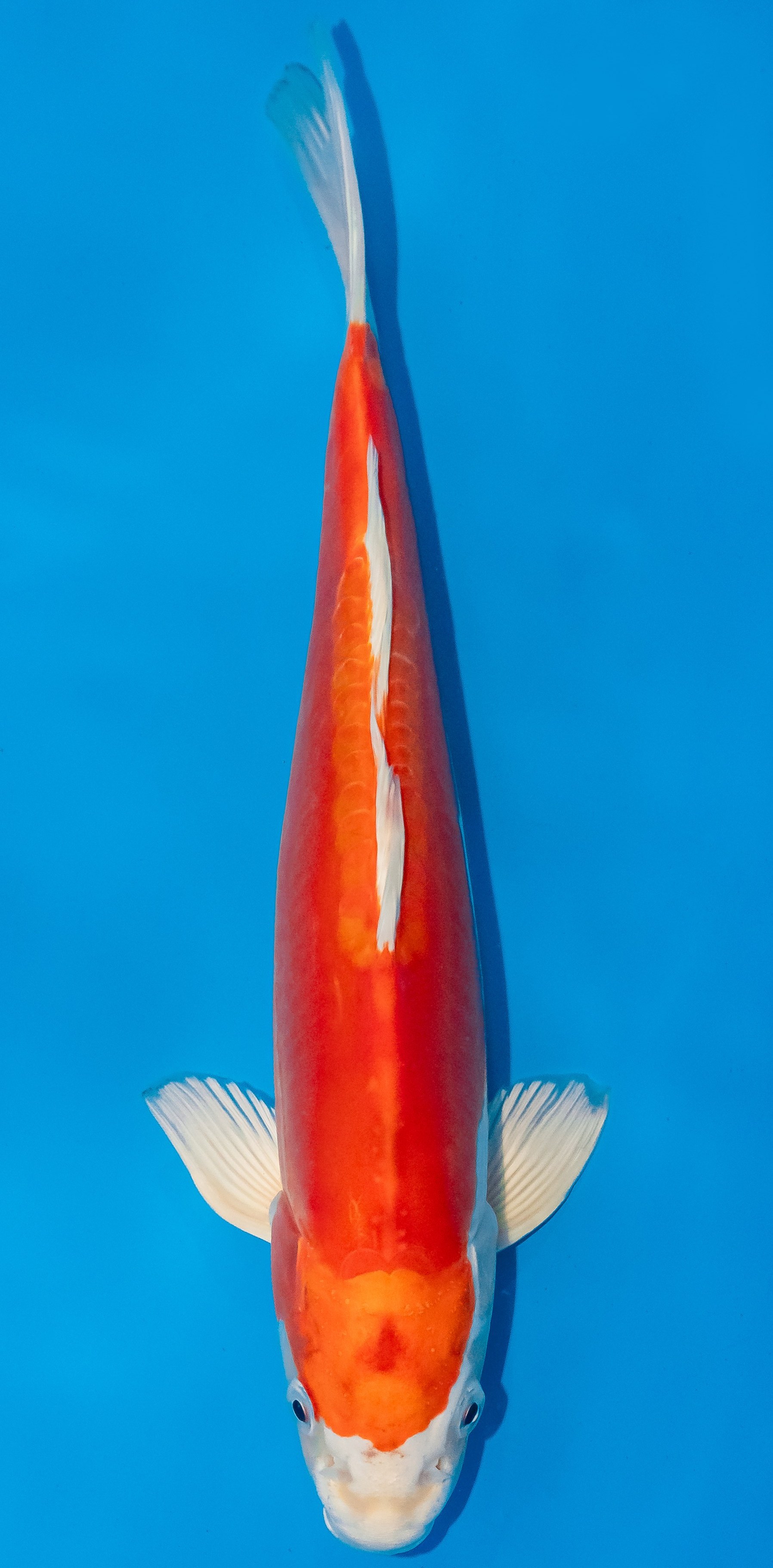 Koi 30-35cm Nr. 1042