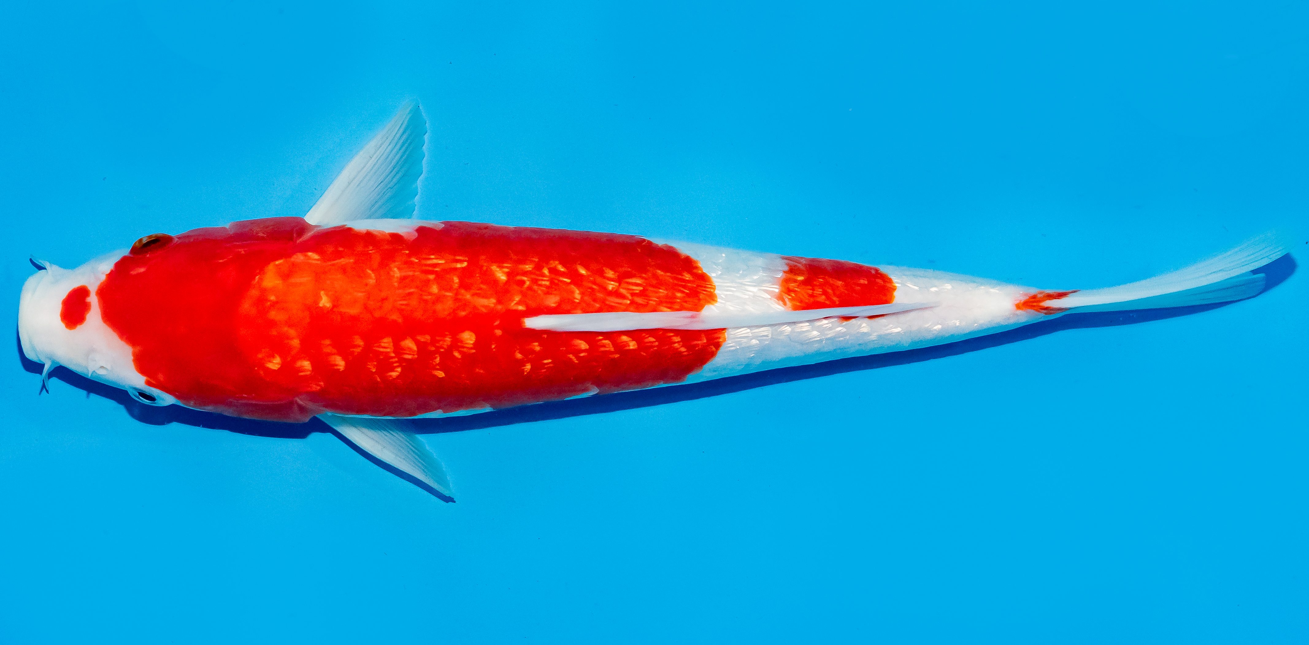 Koi 35-40cm Nr. 5080