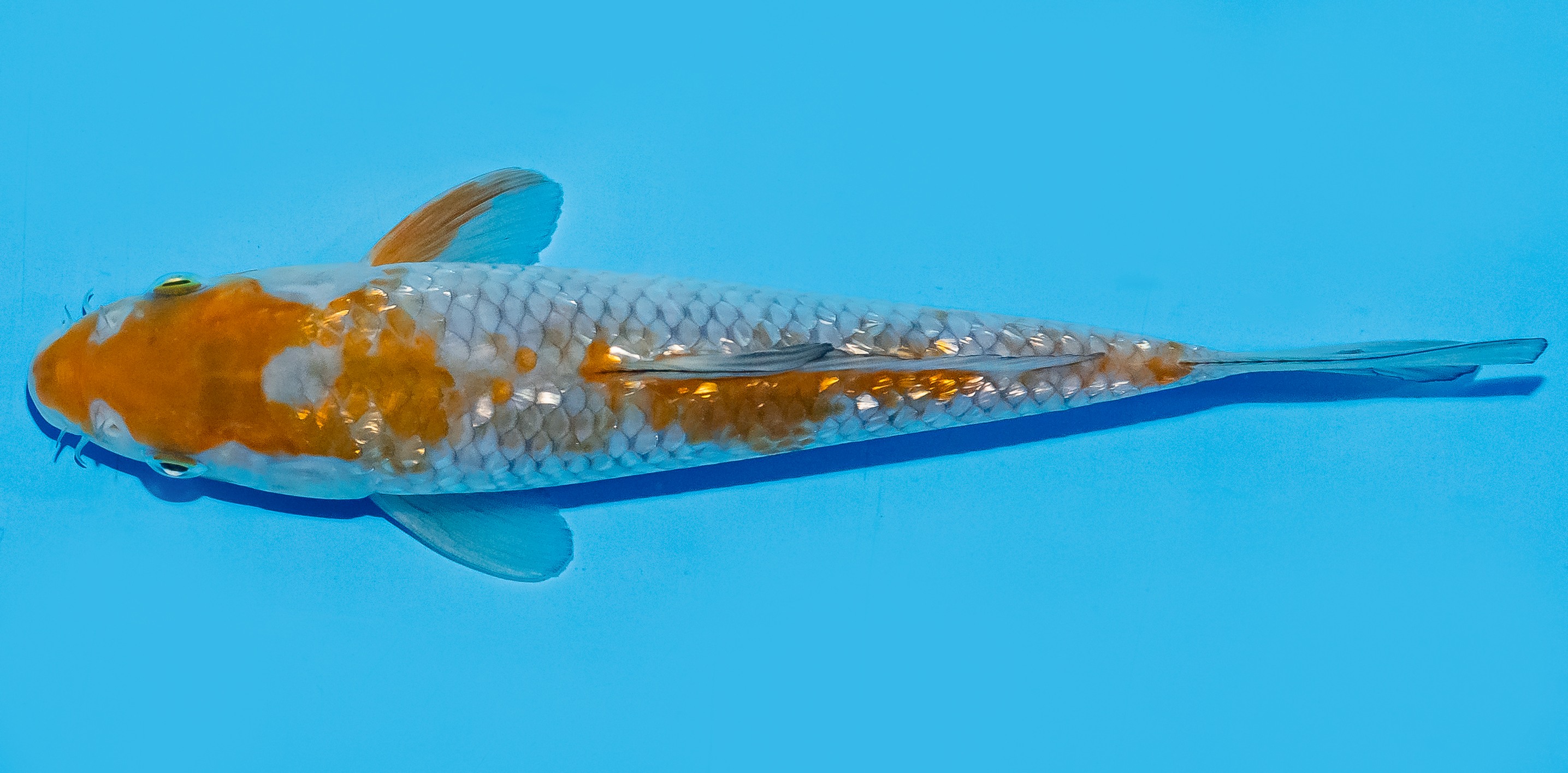 Koi 20-25cm Nr. 8667