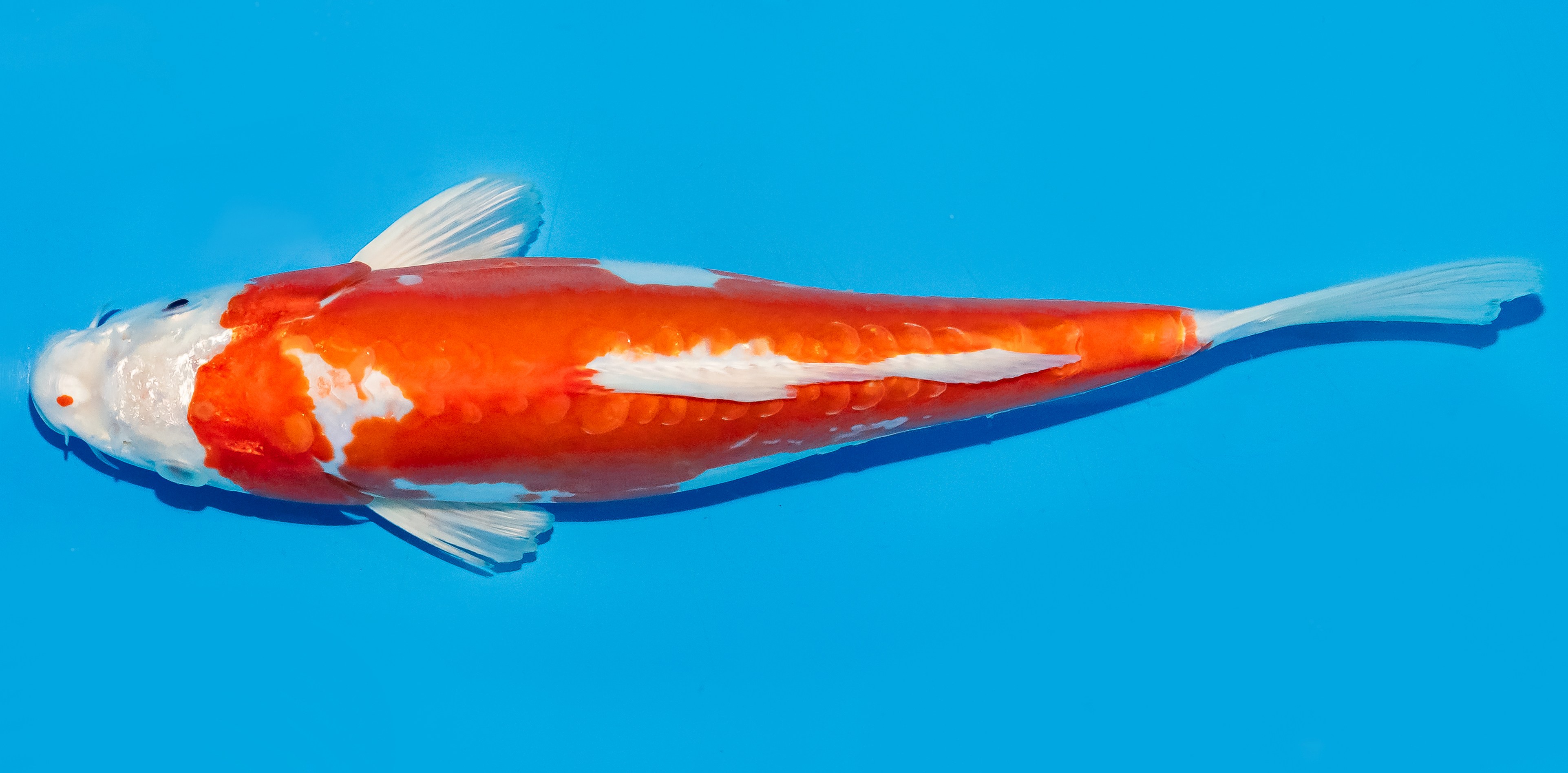 Koi 30-35cm Nr. 6347