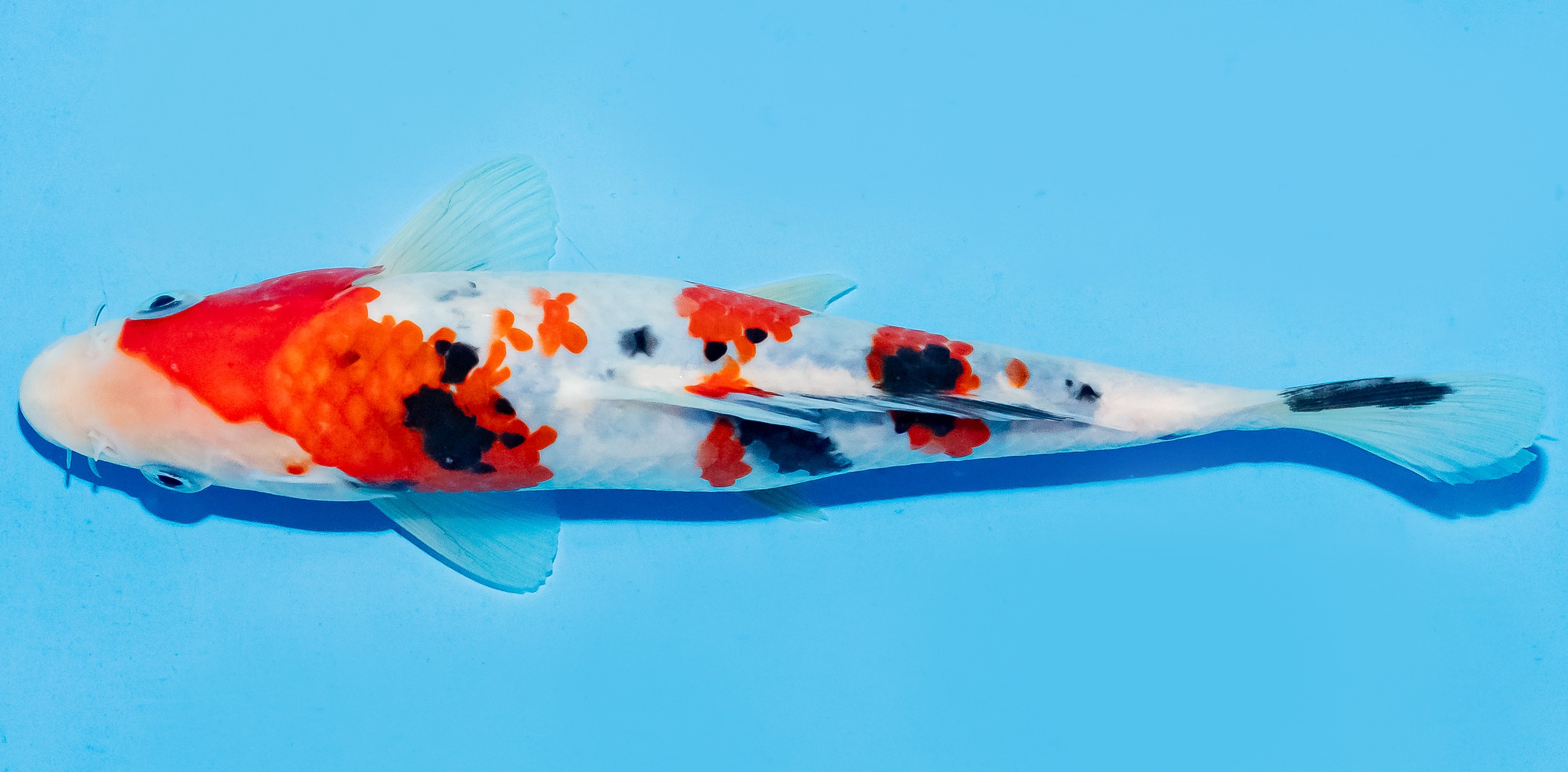 Koi 20-25cm Nr. 6639