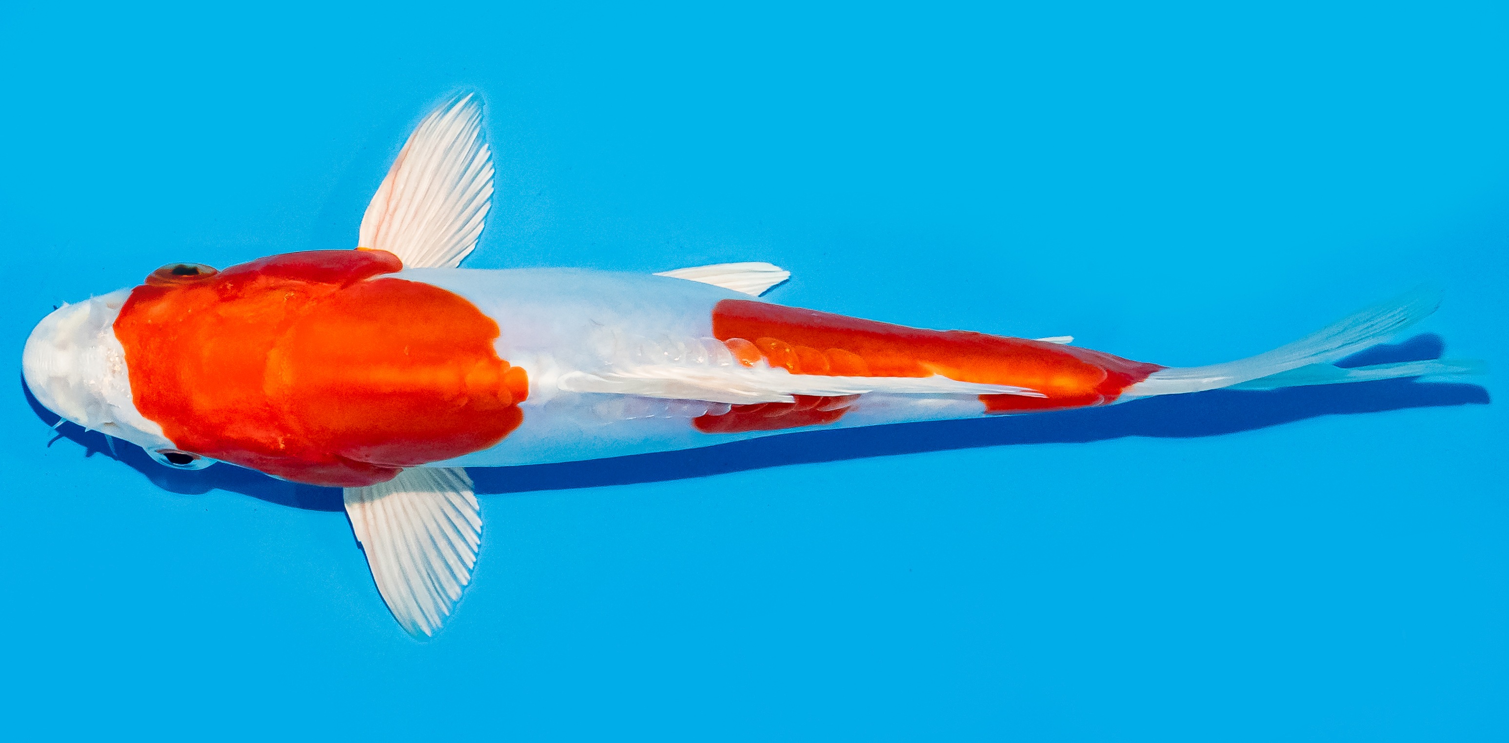 Koi 20-25cm Nr. 8664