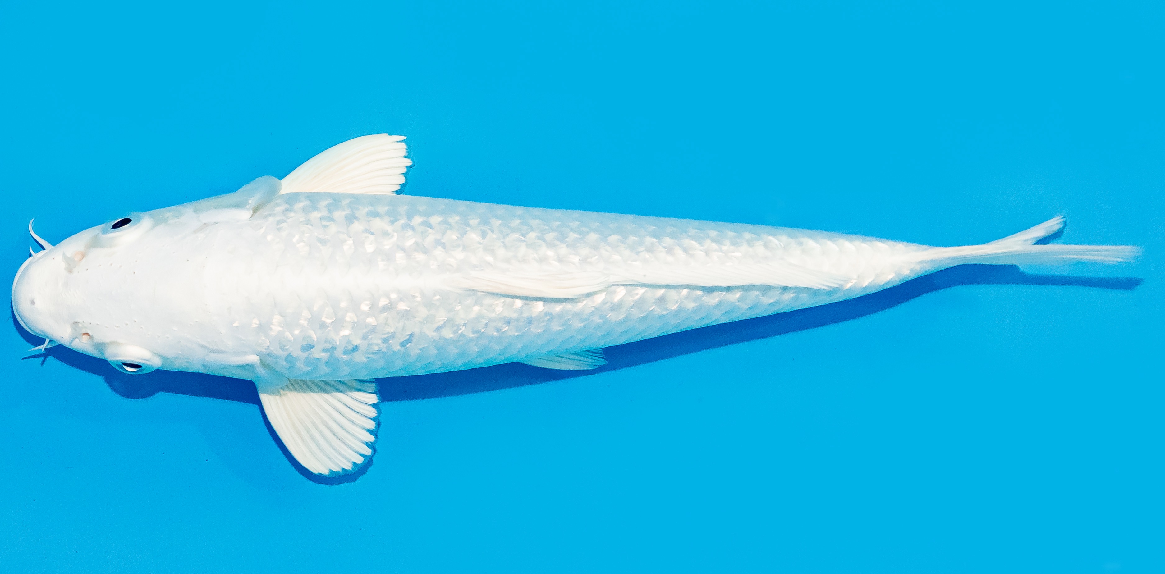 Koi 30-35cm Nr. 7653