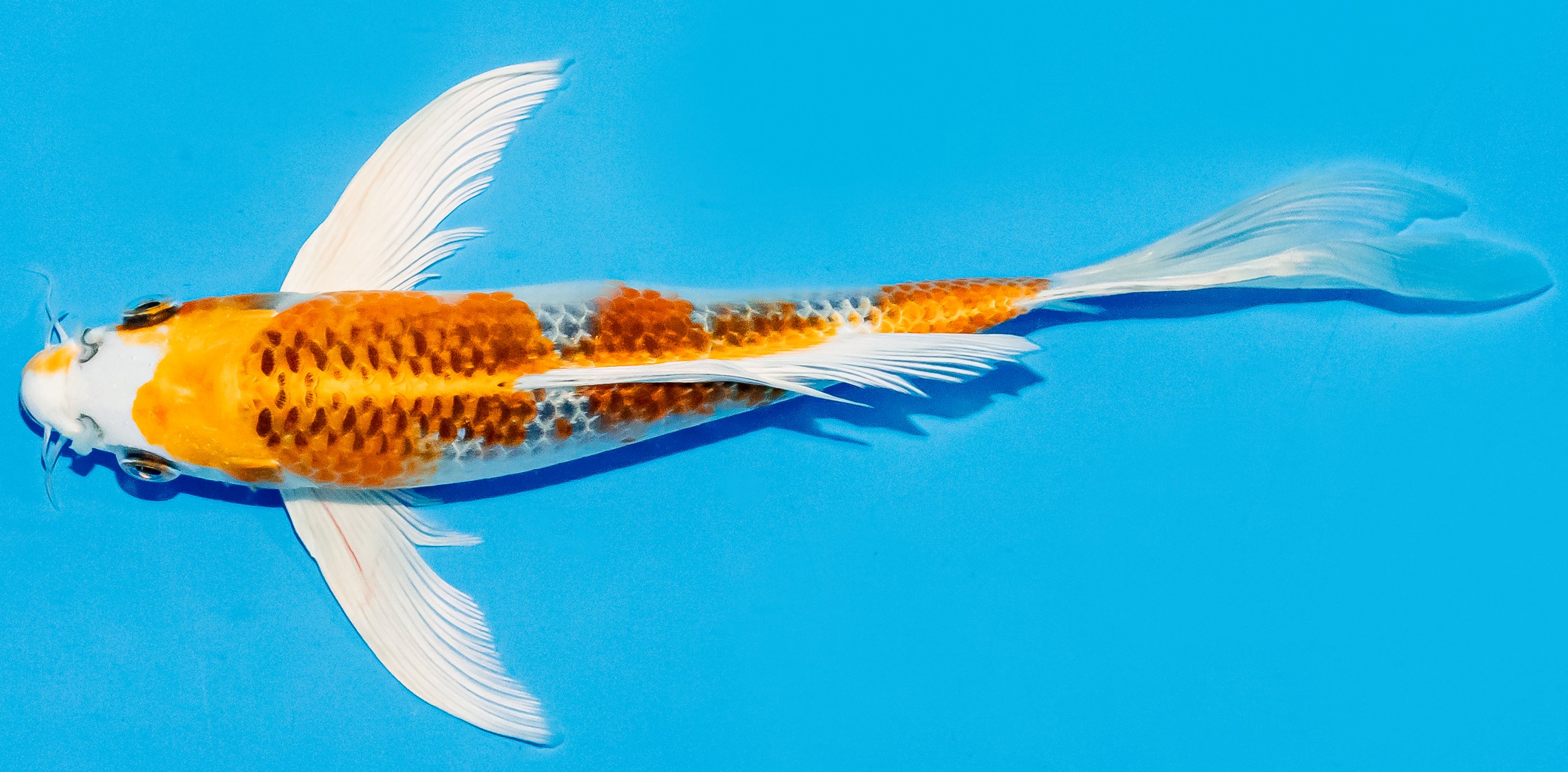 Butterfly Koi 20-25cm Nr. 8560