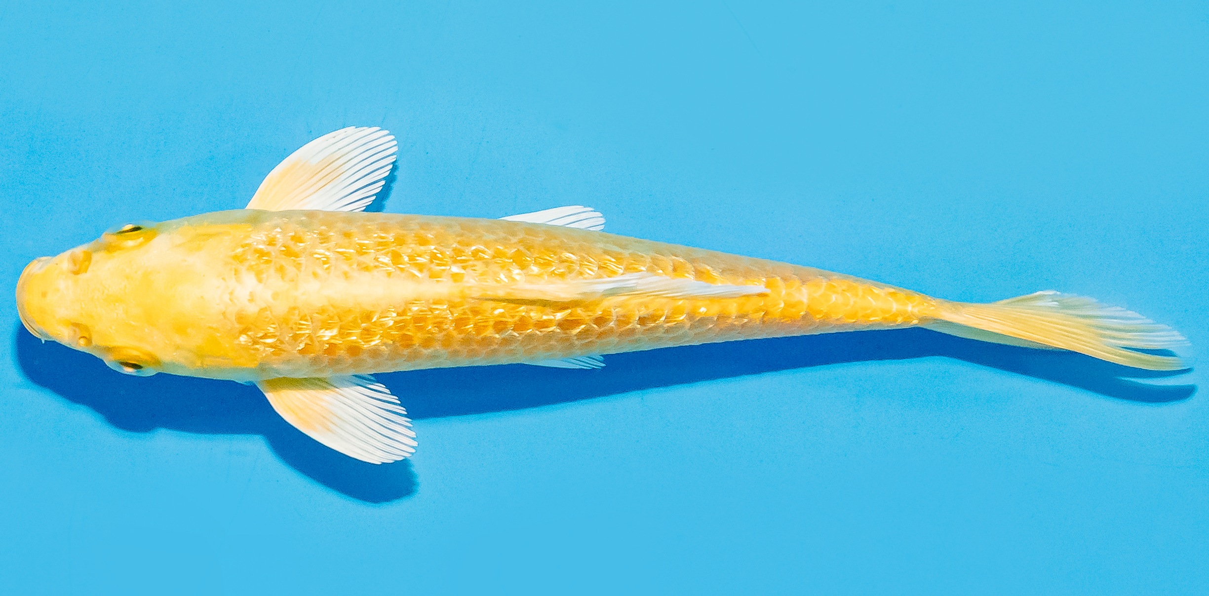 Koi 14-17cm Nr. 8042