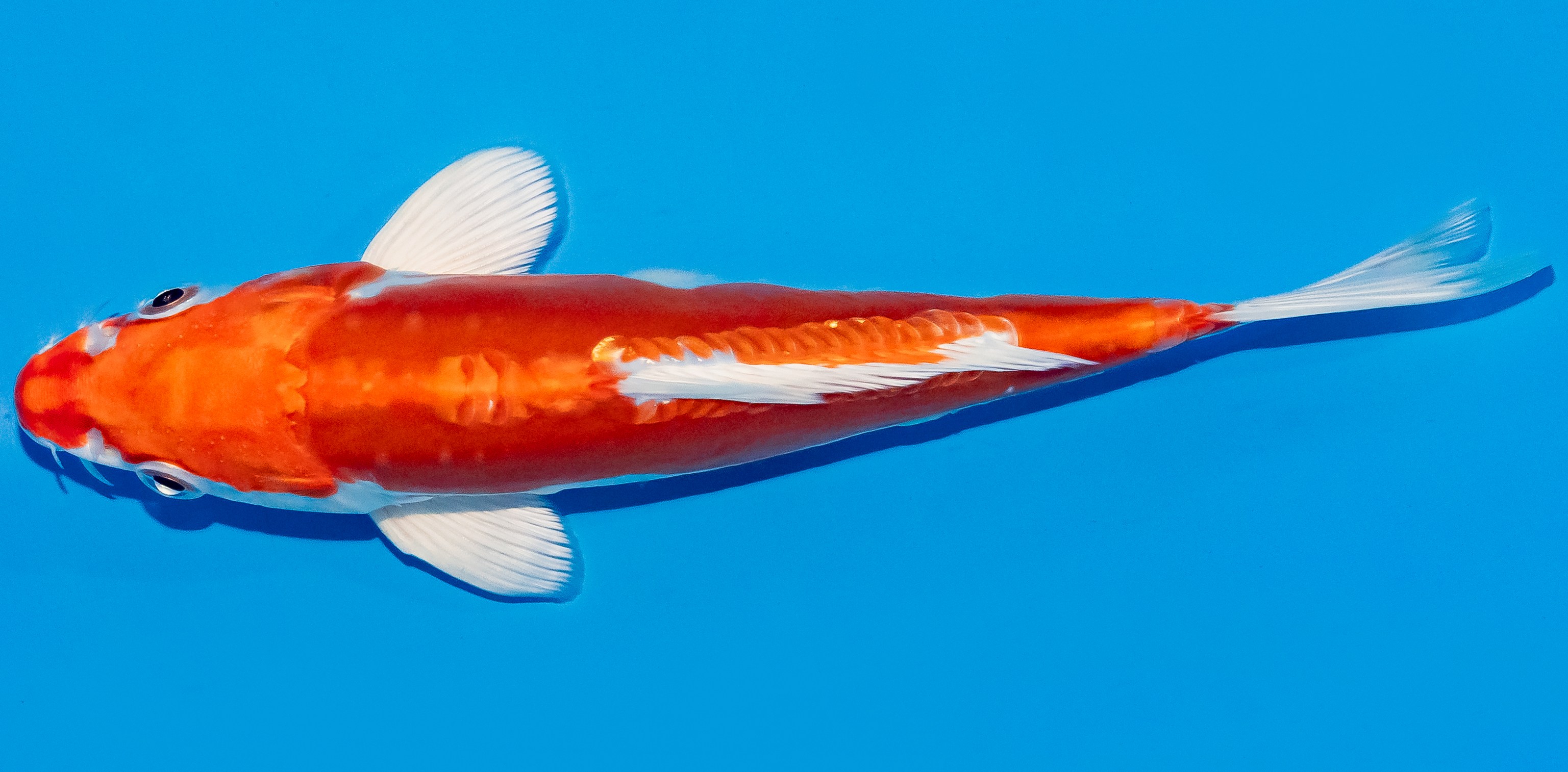 Koi 17-20cm Nr. 2087