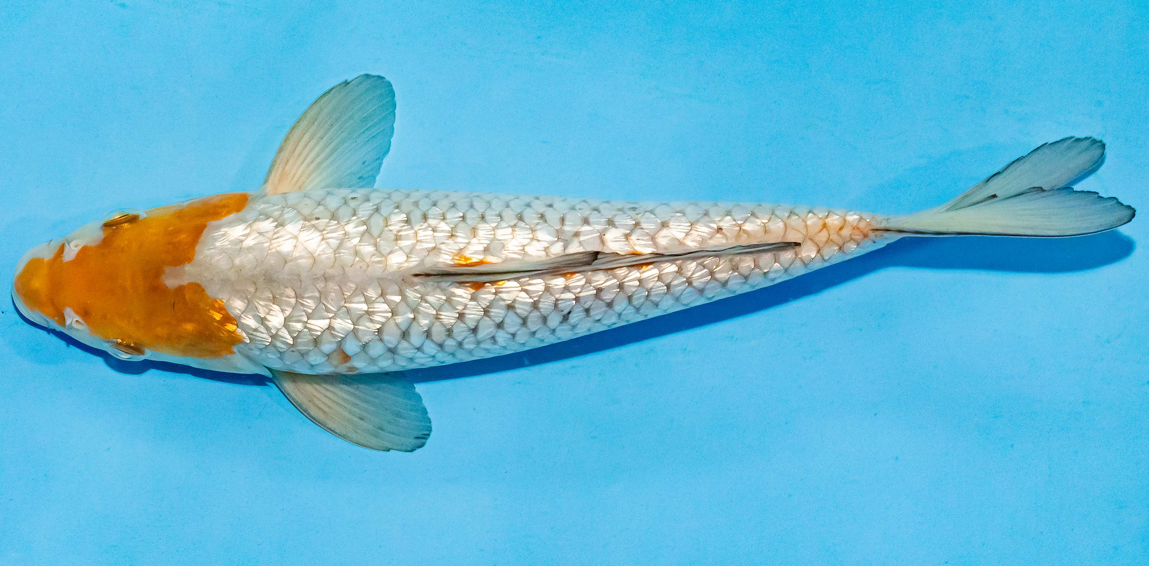 Koi 25-30cm Nr. 4236