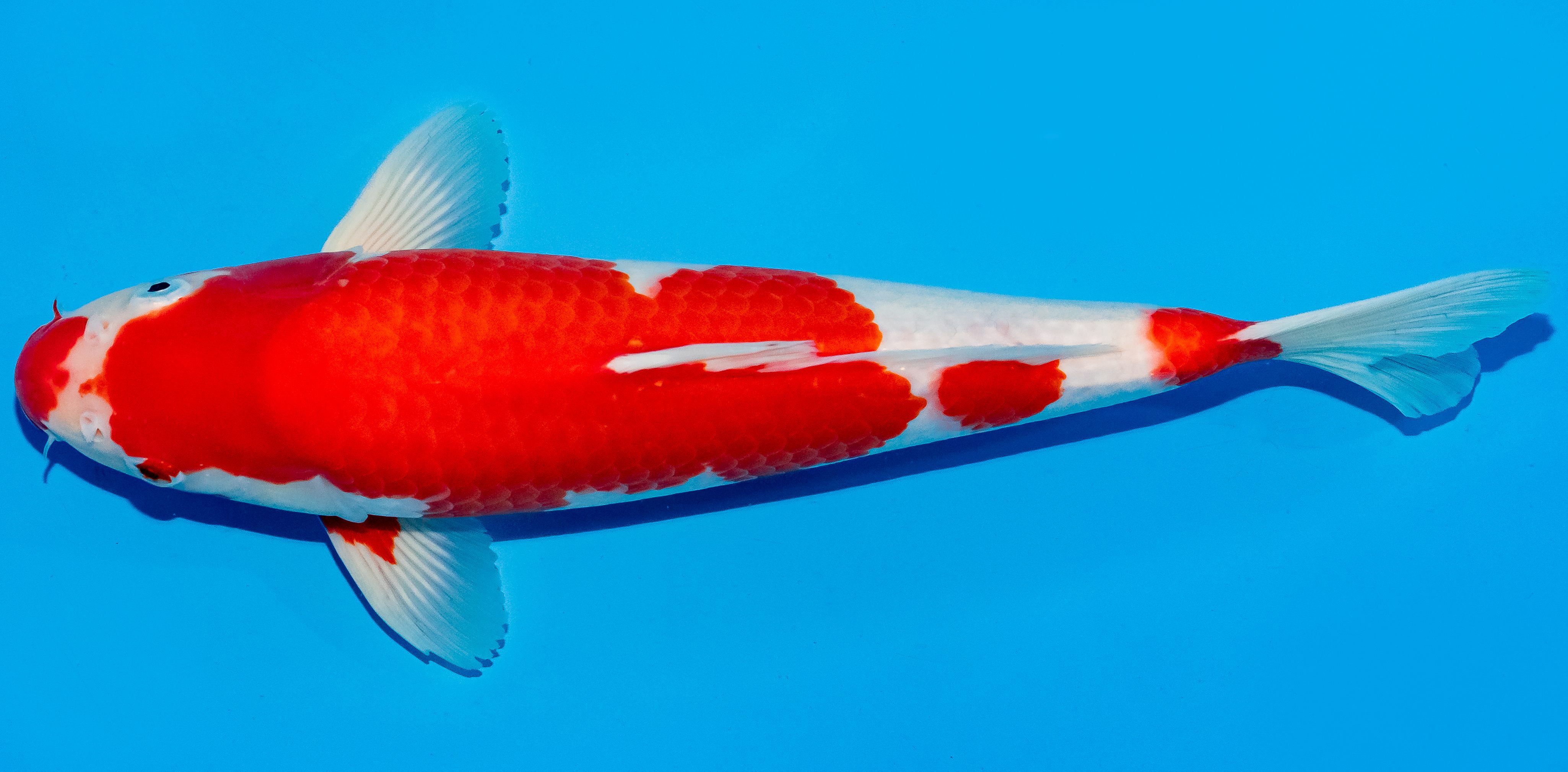 Koi 35-40cm Nr. 5017