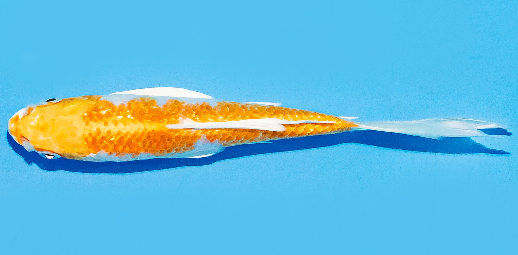 Butterfly Koi 14-17cm Nr. 8237