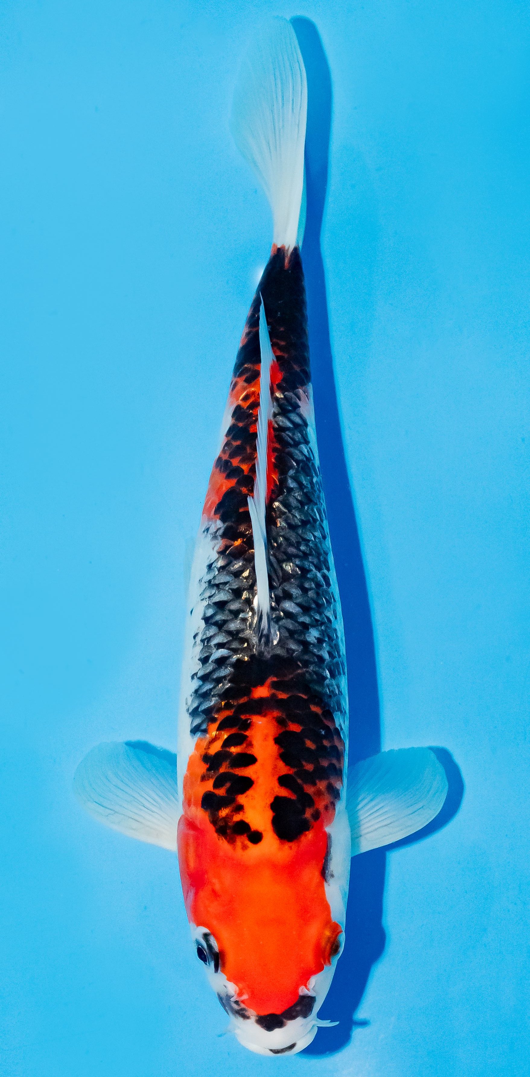 Koi 25-30cm Nr. 6253