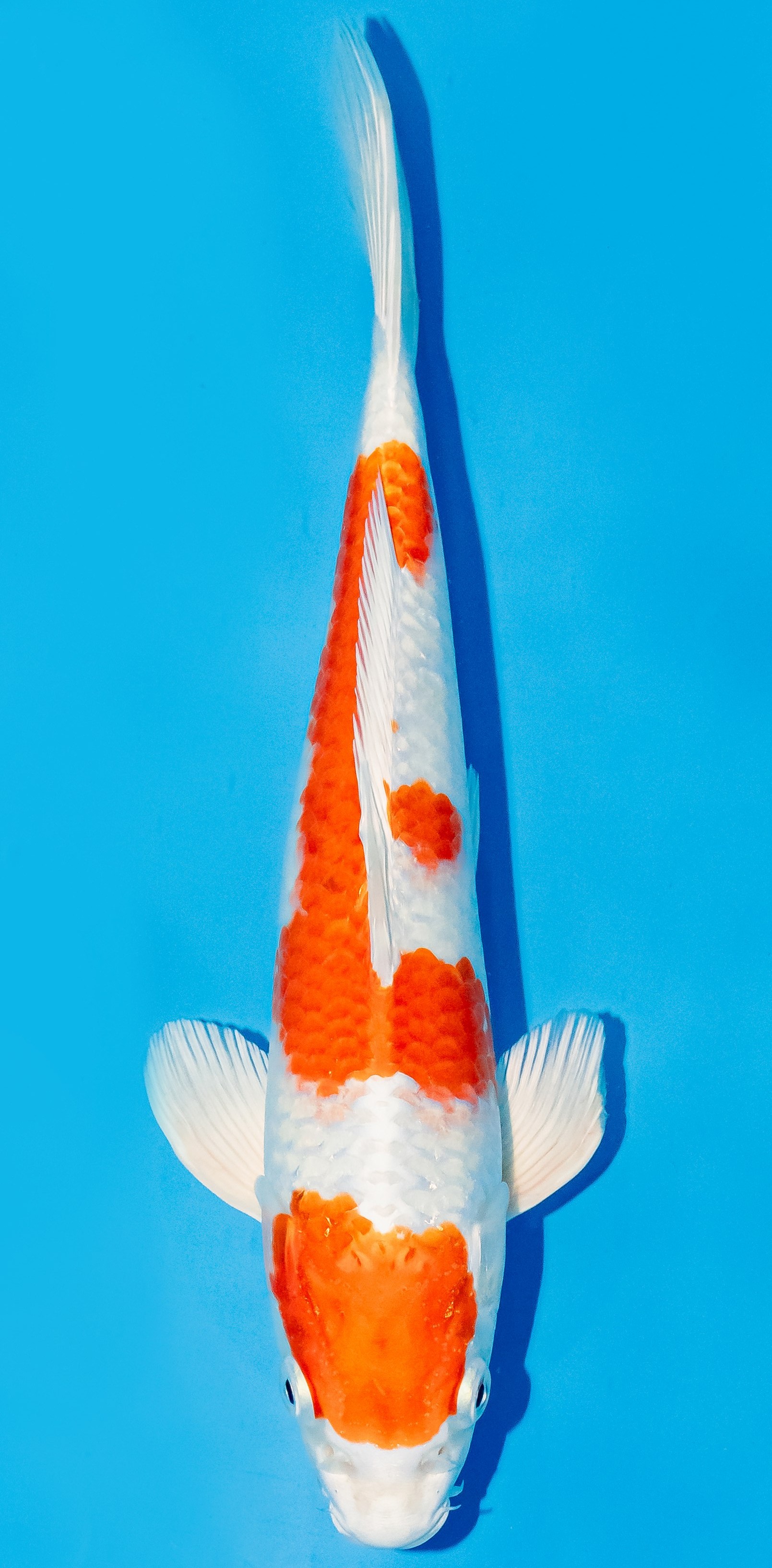 Koi 25-30cm Nr. 6237