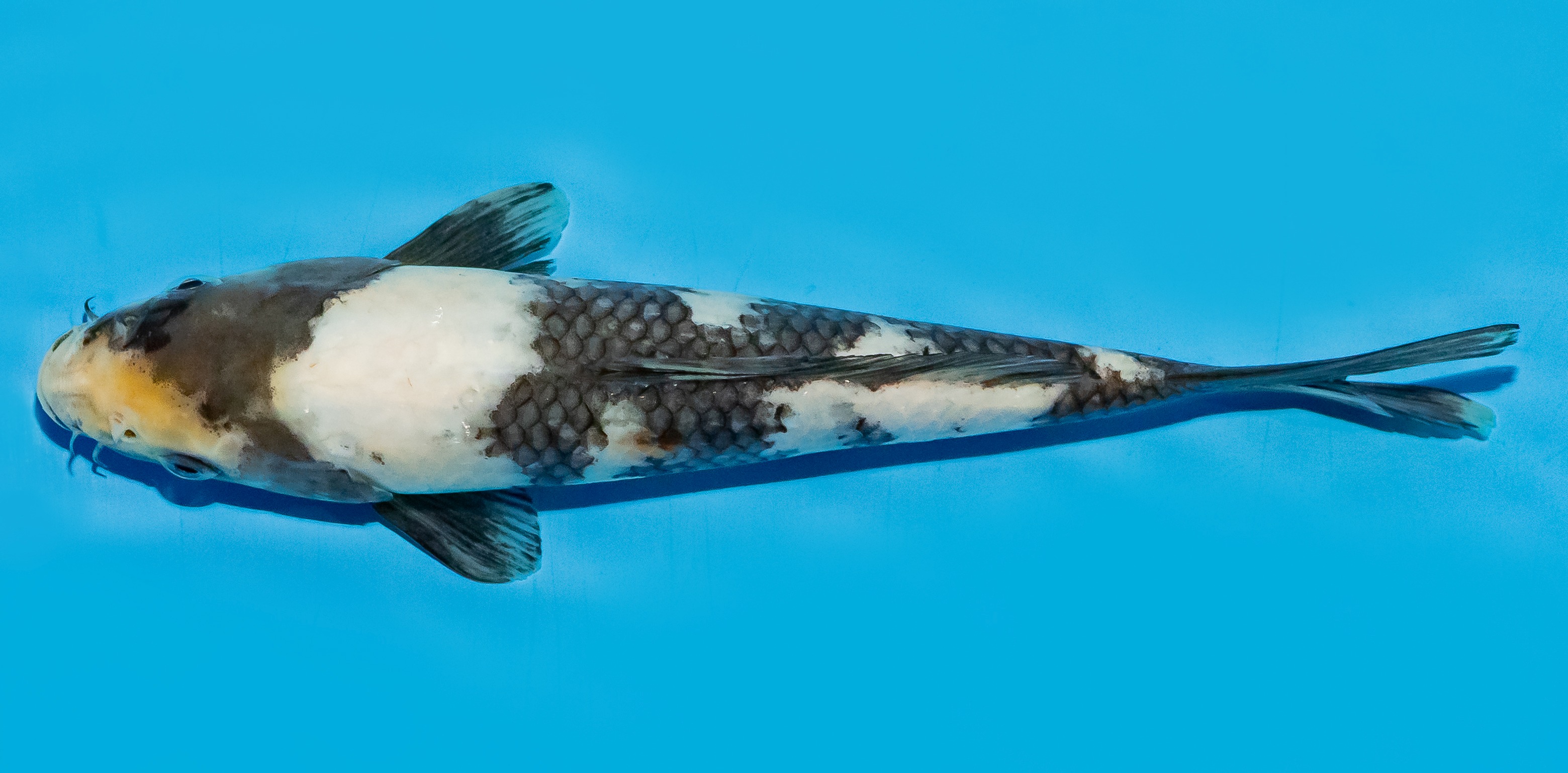 Koi 20-25cm Nr. 8662