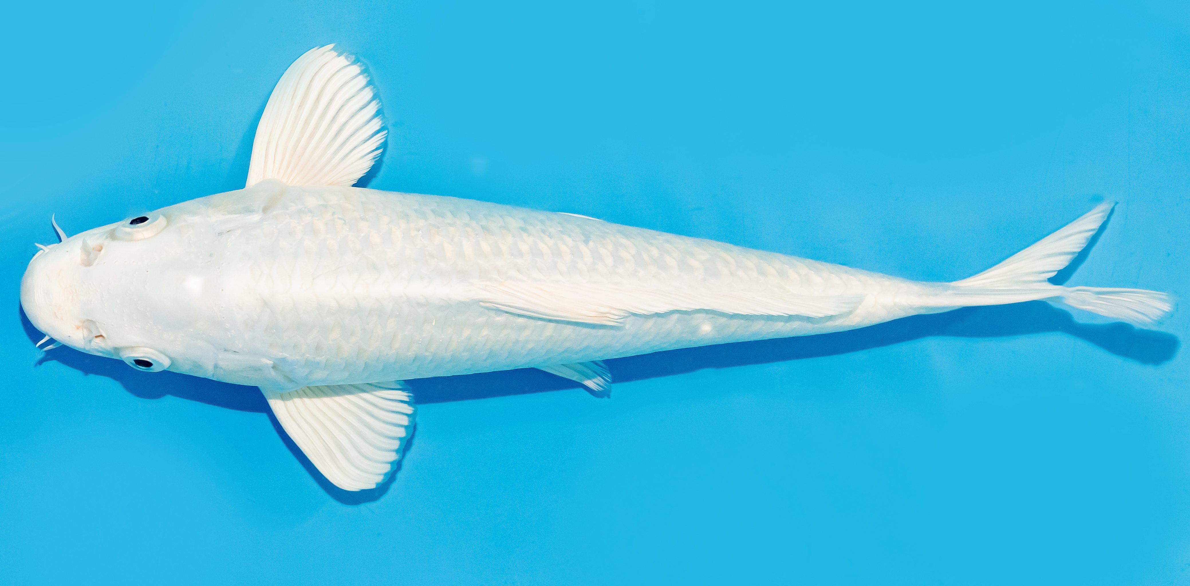 Koi 30-35cm Nr. 7659