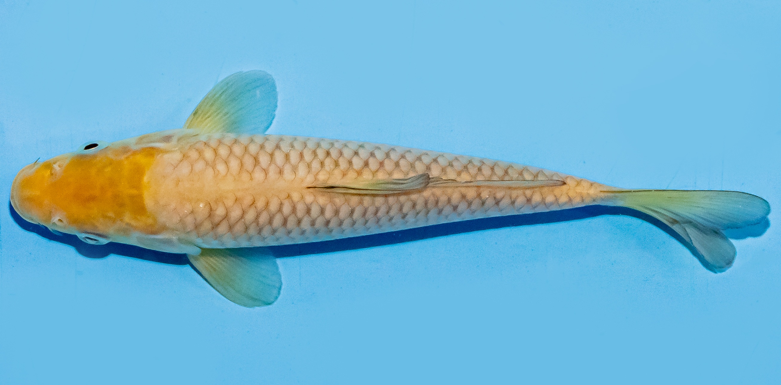 Koi 17-20cm Nr. 6895