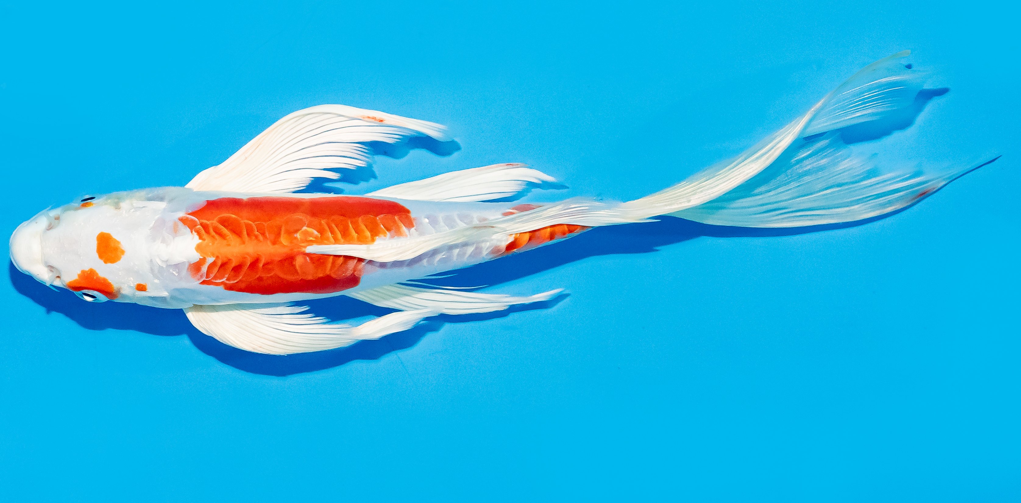 Butterfly Koi 20-25cm Nr. 7306