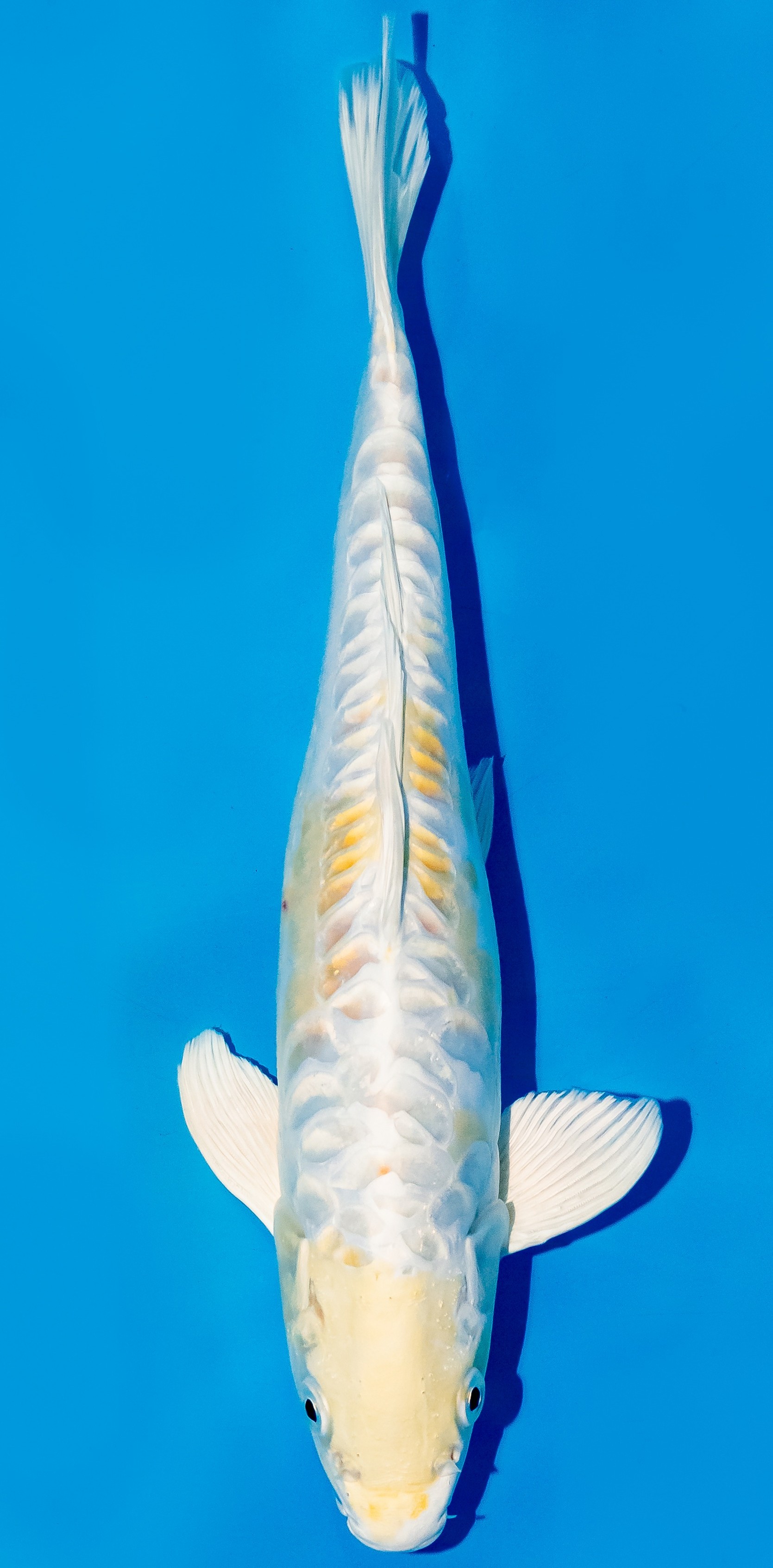 Koi 25-30cm Nr. 6258