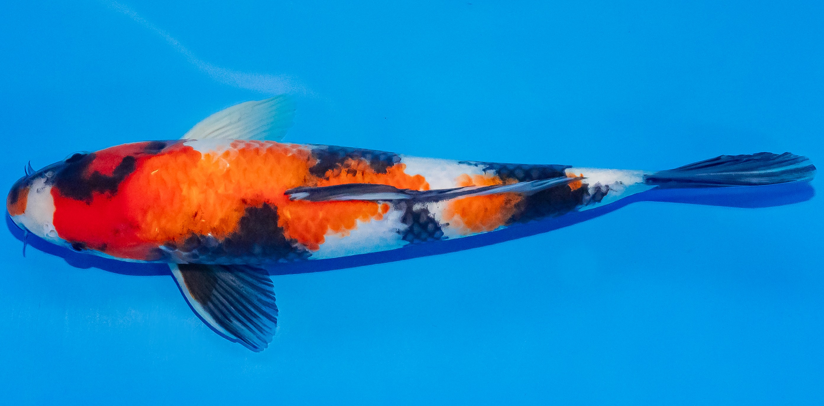 Koi 30-35cm Nr. 3703