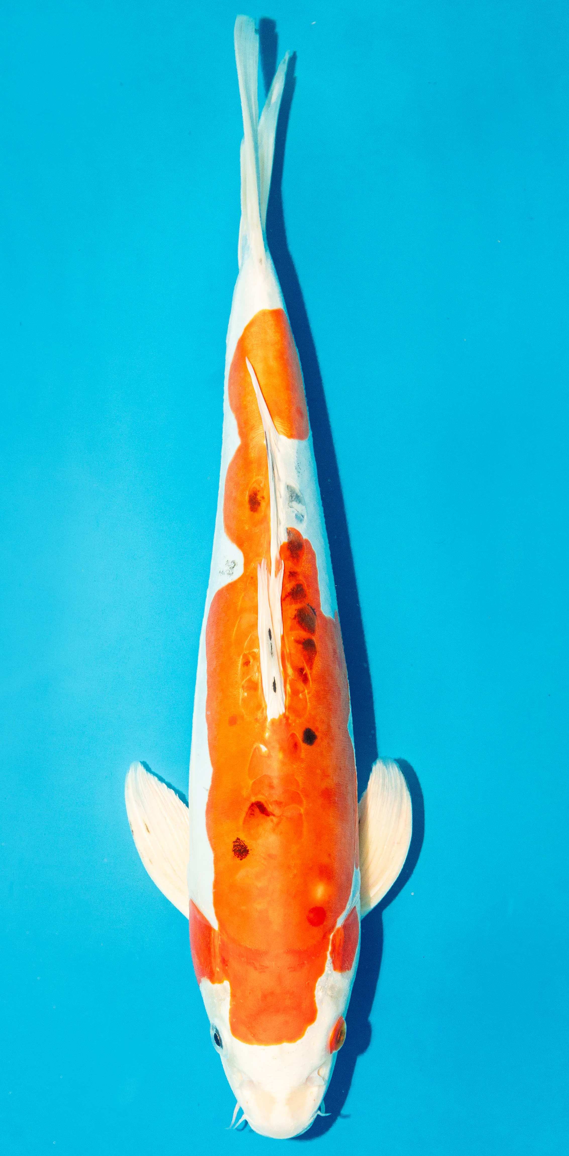 Koi 40-45cm Nr. 4990