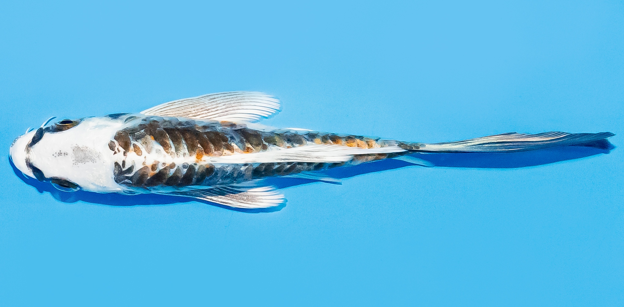 Butterfly Koi 14-17cm Nr. 8206