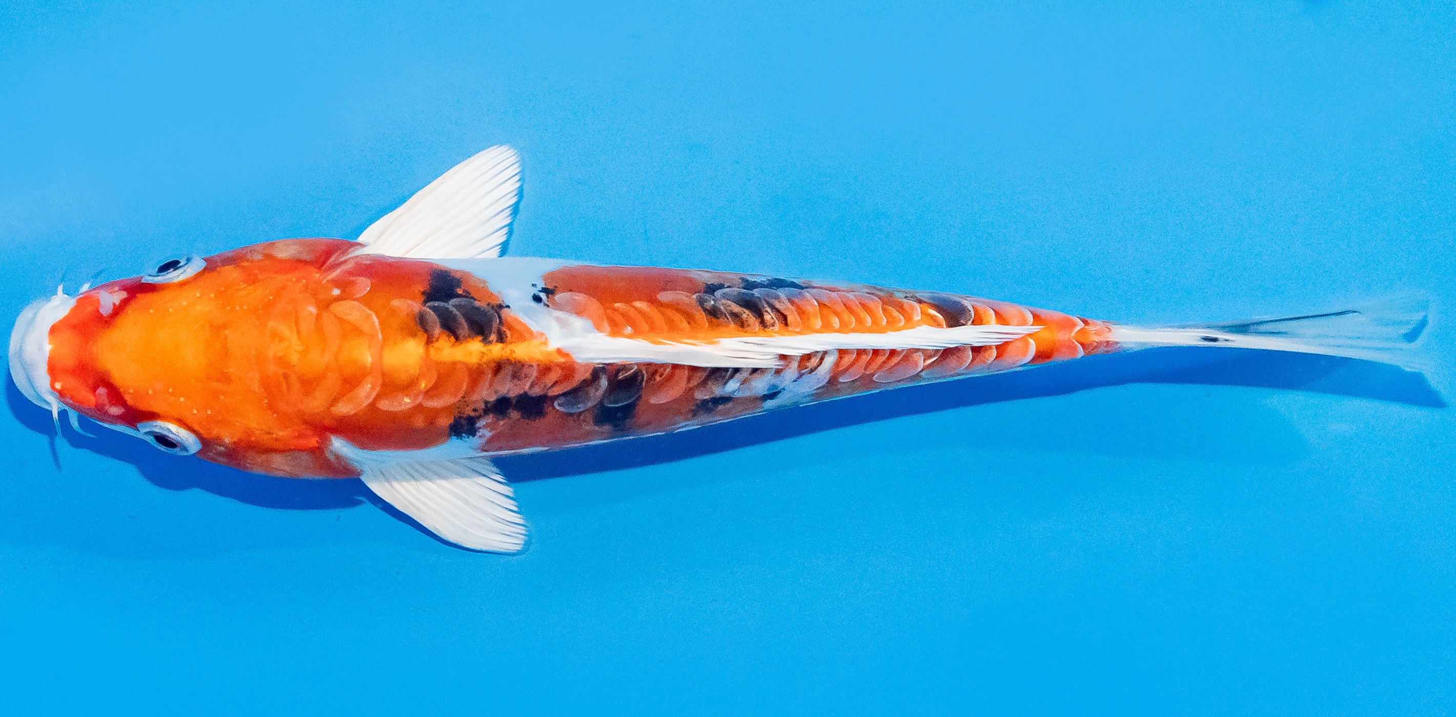Koi 20-25cm Nr. 1846