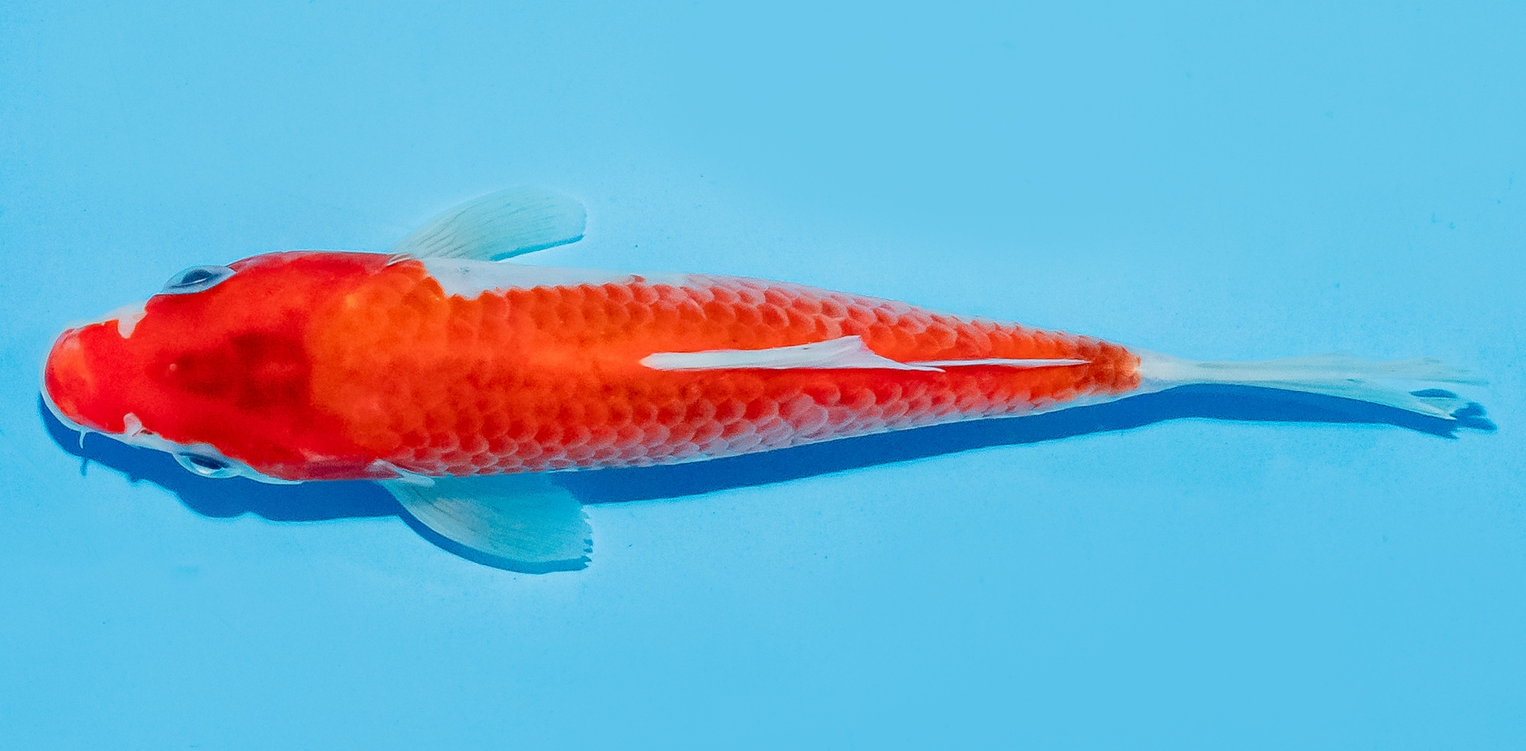 Koi 14-17cm Nr. 8018