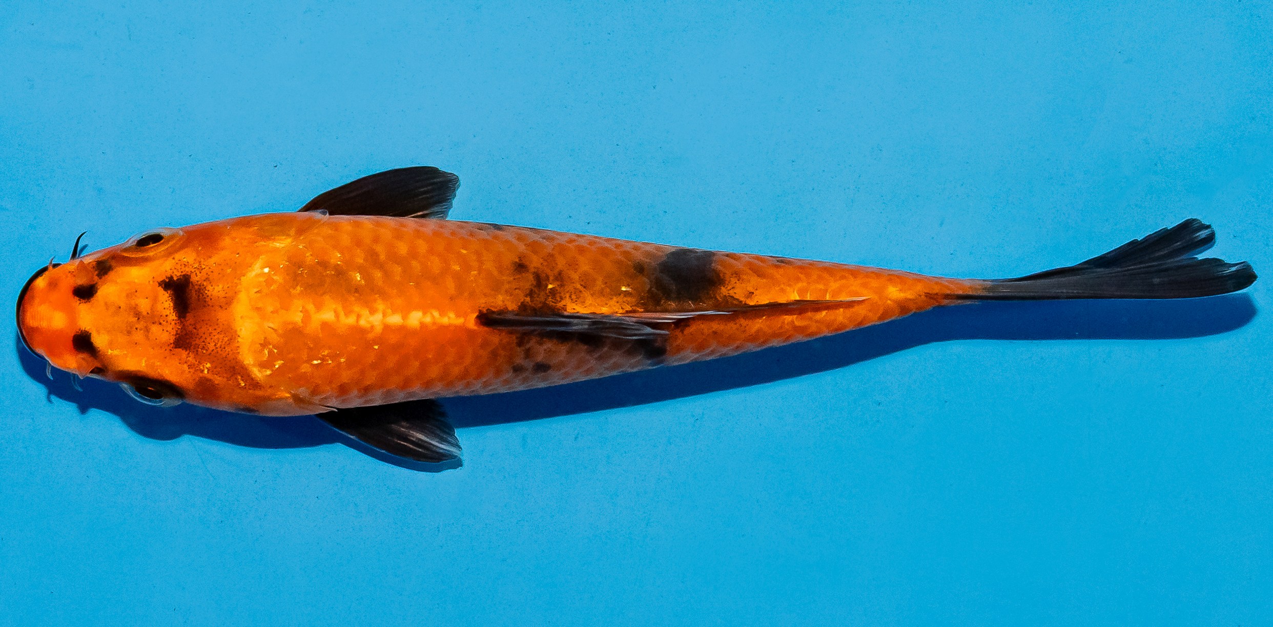 Koi 14-17cm Nr. 6143