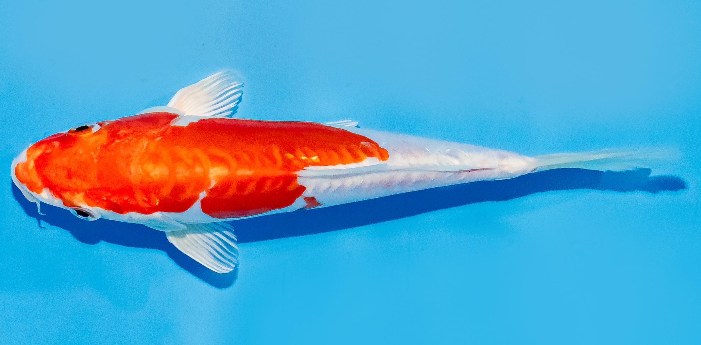Koi 17-20cm Nr. 7249