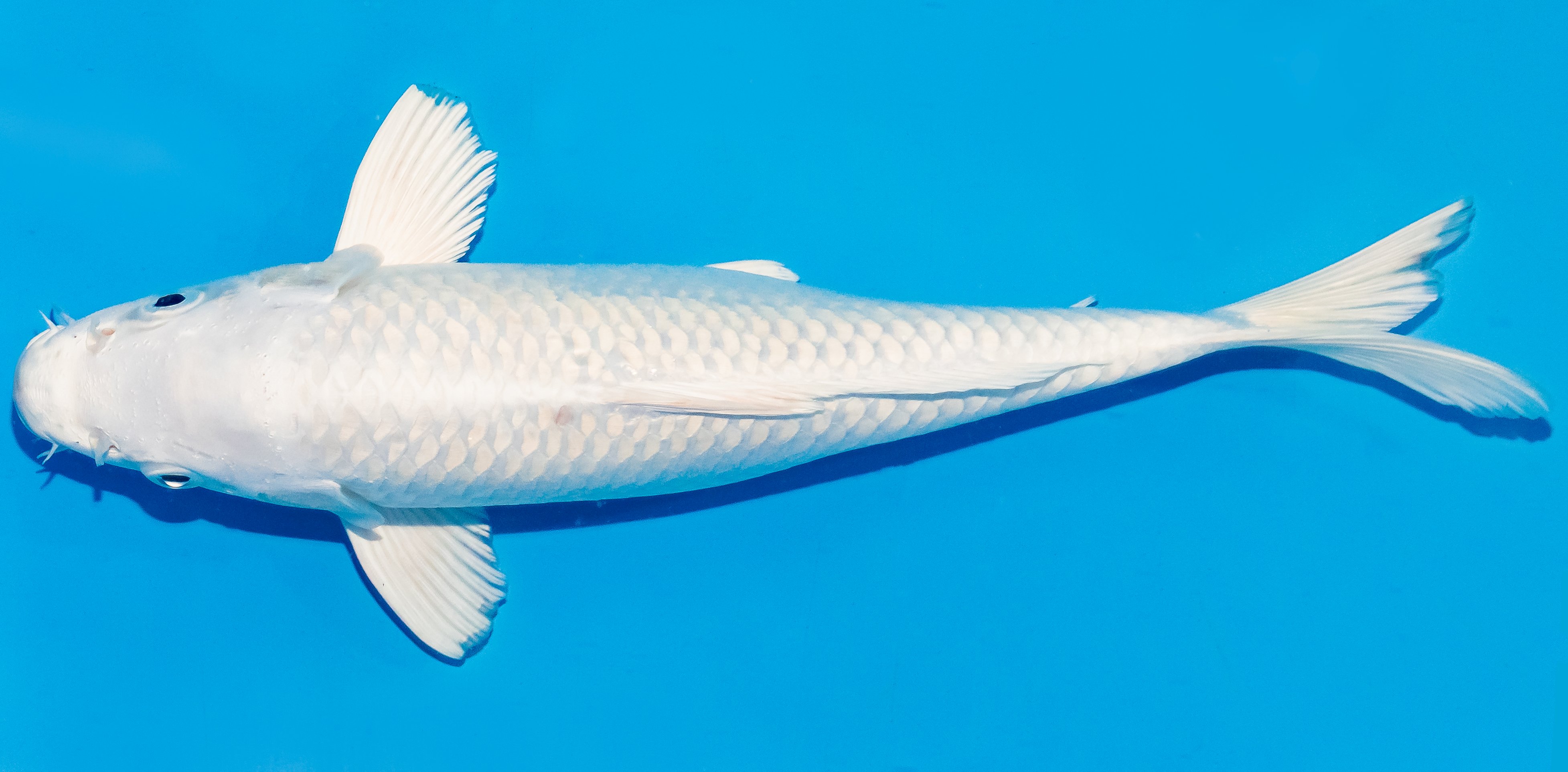 Koi 25-30cm Nr. 4245