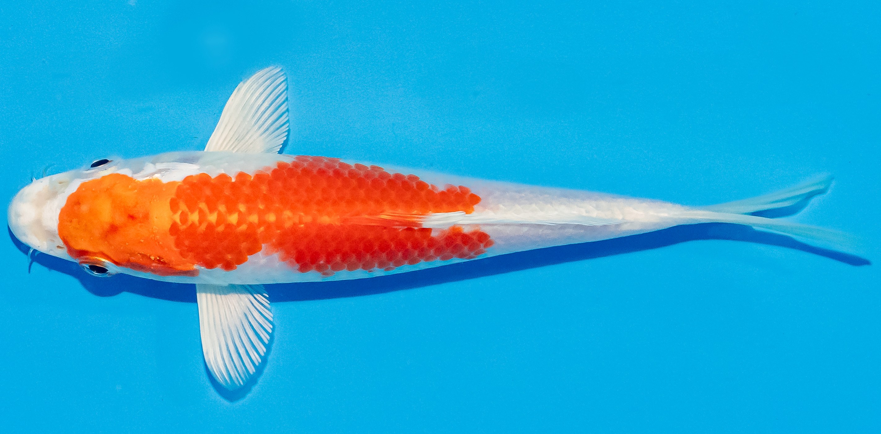 Koi 14-17cm Nr. 2762