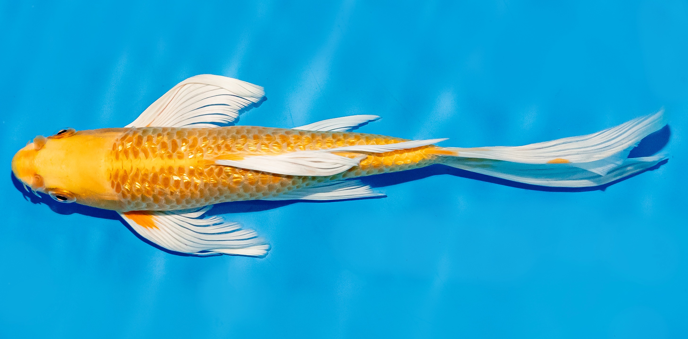 Butterfly Koi 25-30cm Nr. 6419