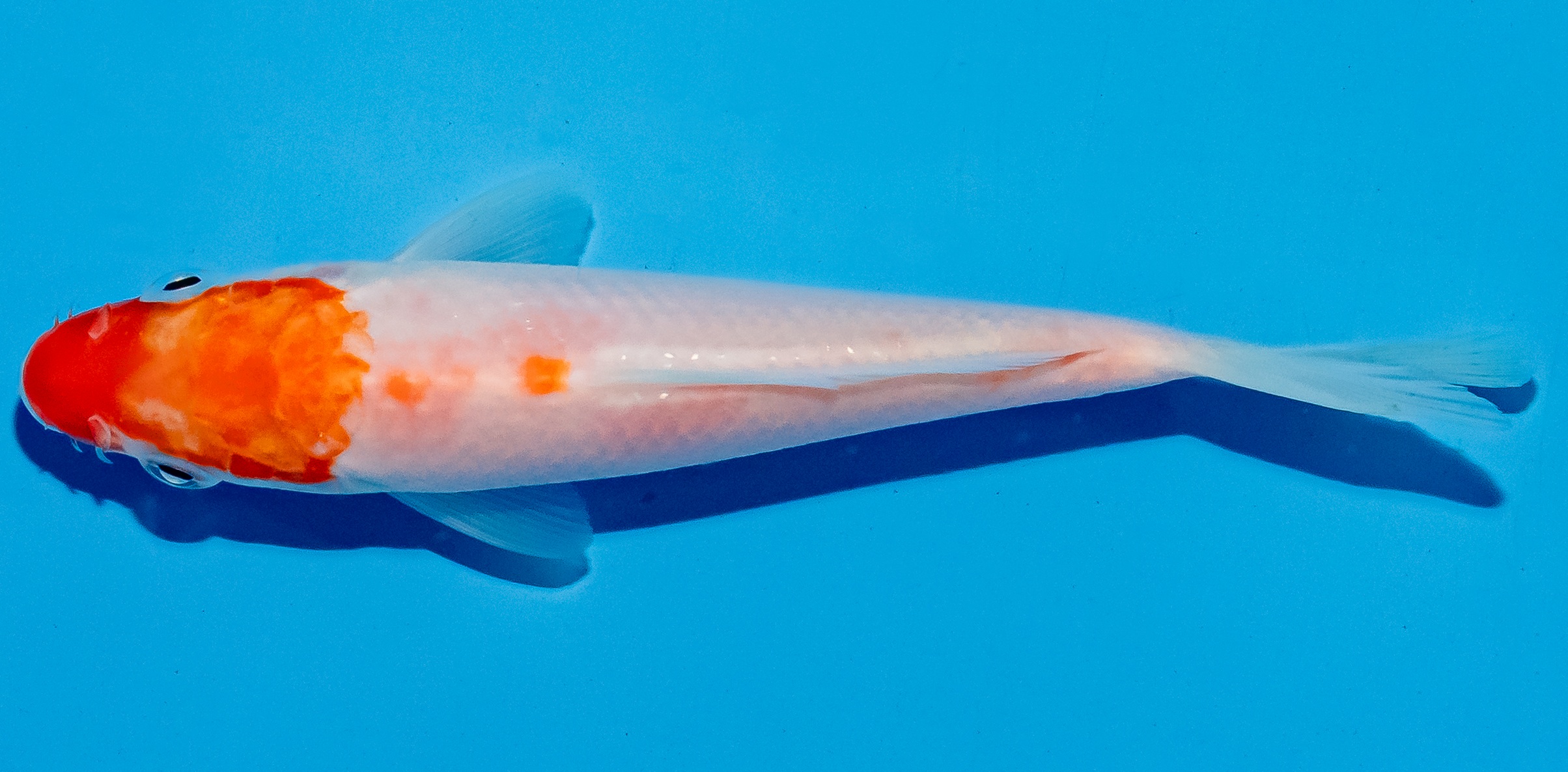 Koi 14-17cm Nr. 6177