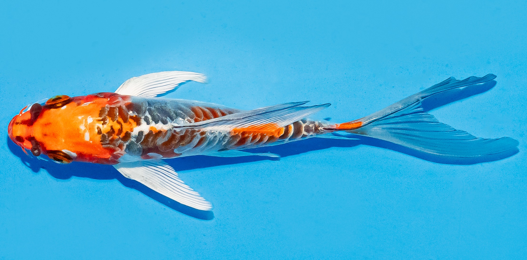 Butterfly Koi 14-17cm Nr. 5707