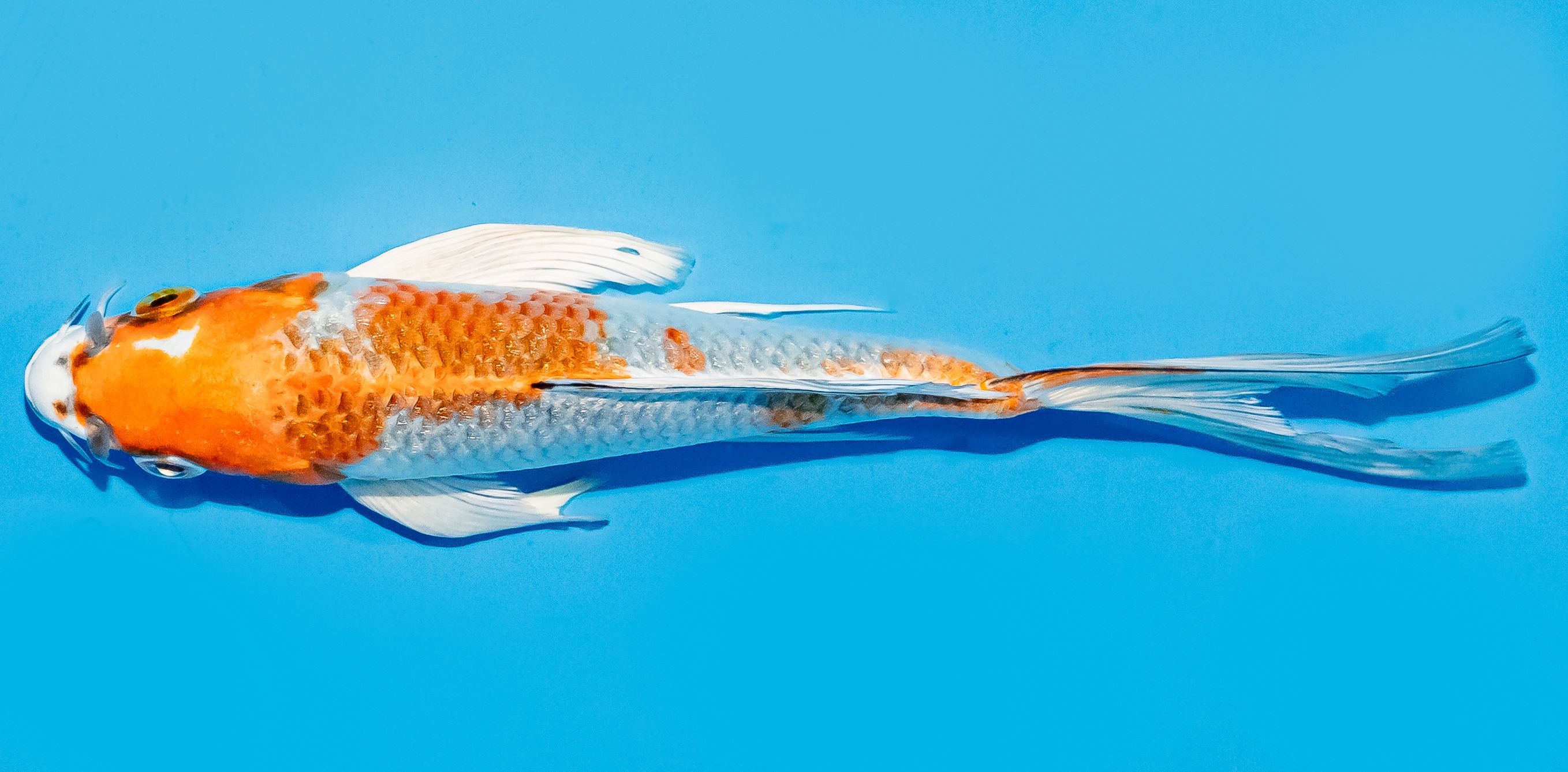 Butterfly Koi 17-20cm Nr. 6954