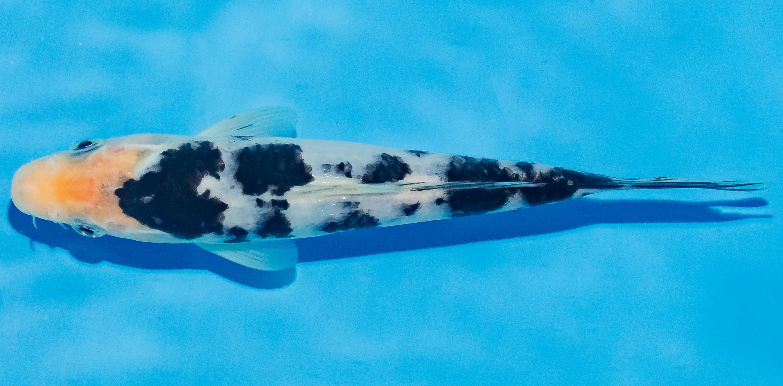 Koi 17-20cm Nr. 4522