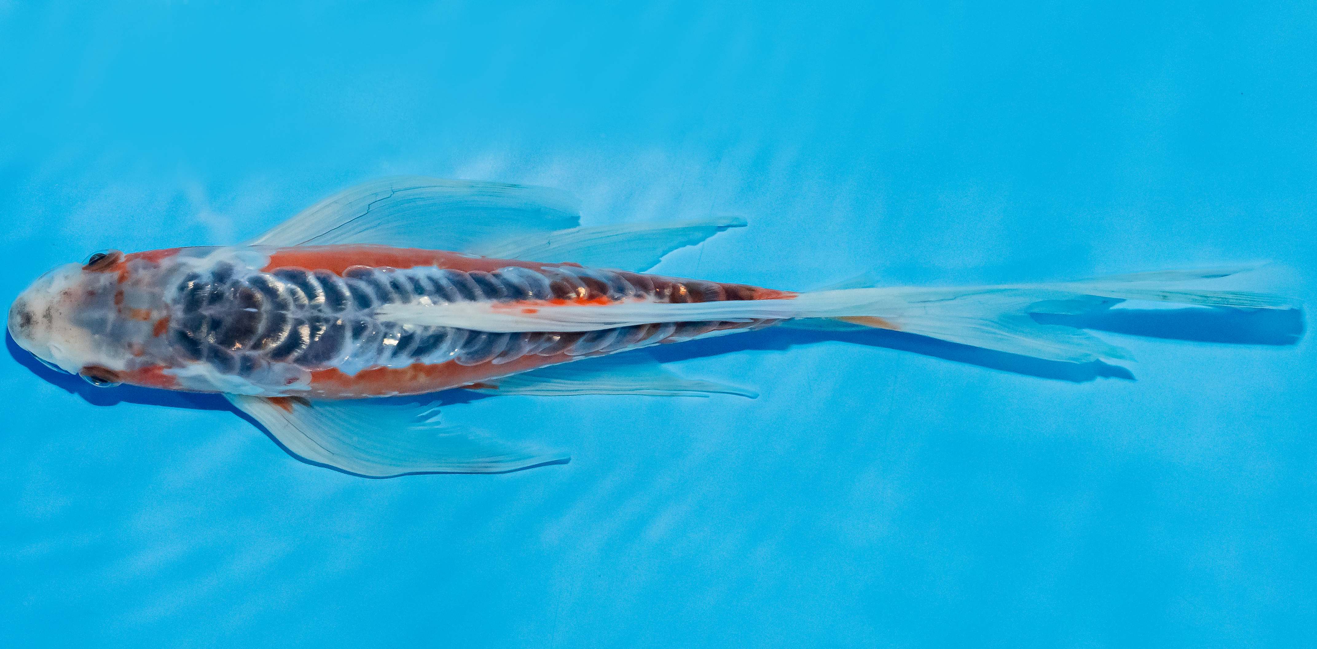 Butterfly Koi 25-30cm Nr. 2332